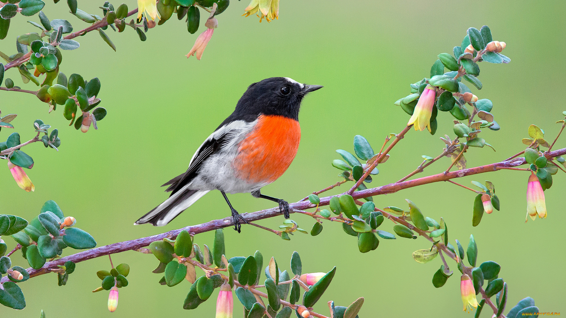 животные, птицы, птичка, грудка, ветка, цветы, малиновка