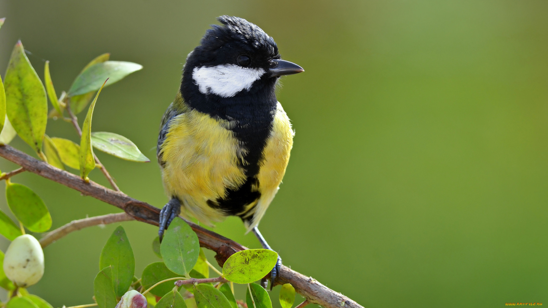 животные, синицы, , лазоревки, птичка