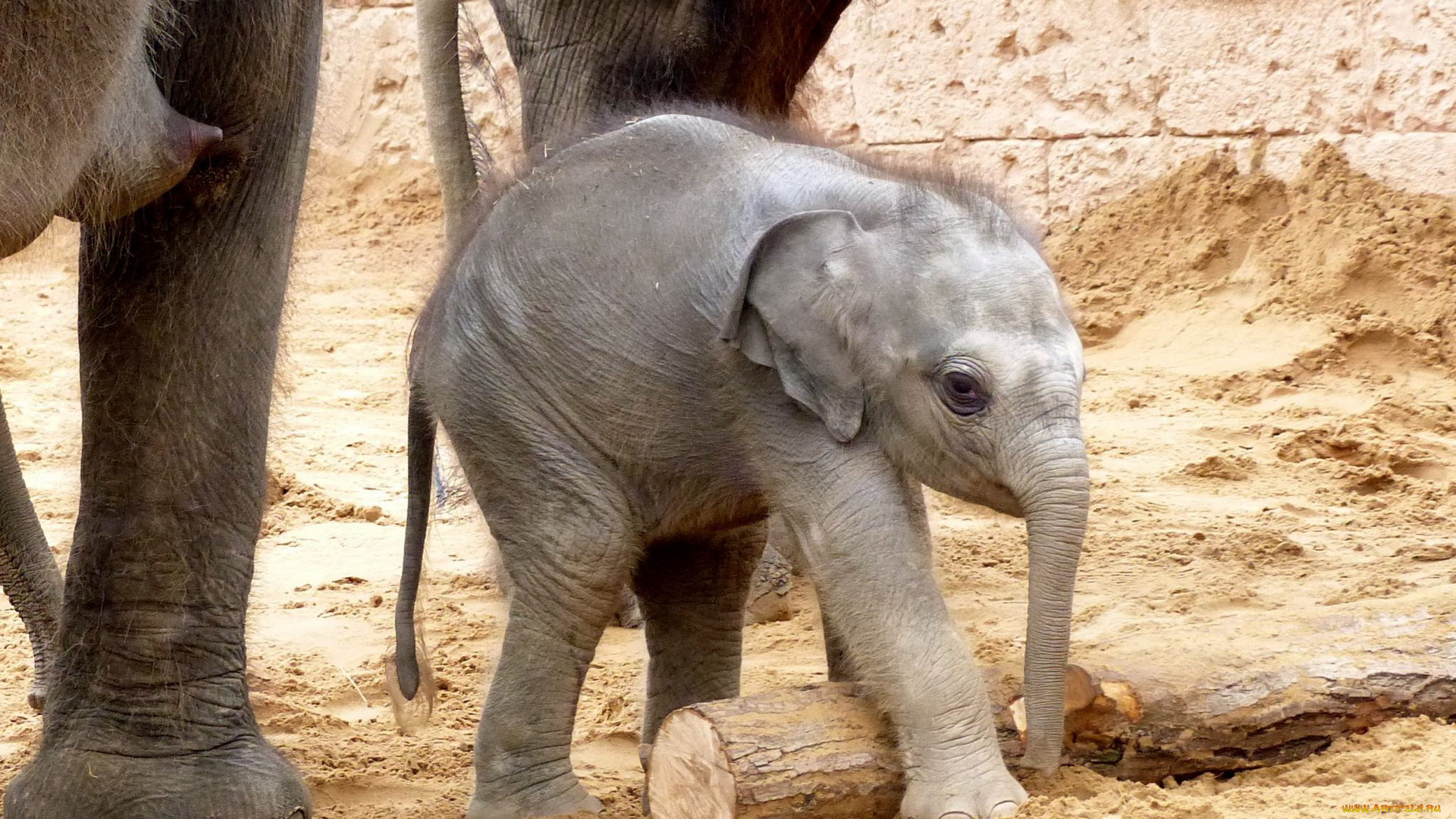 животные, слоны, фон, природа