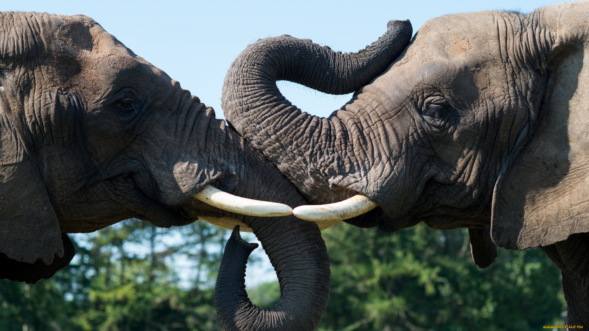 животные, слоны, природа, фон
