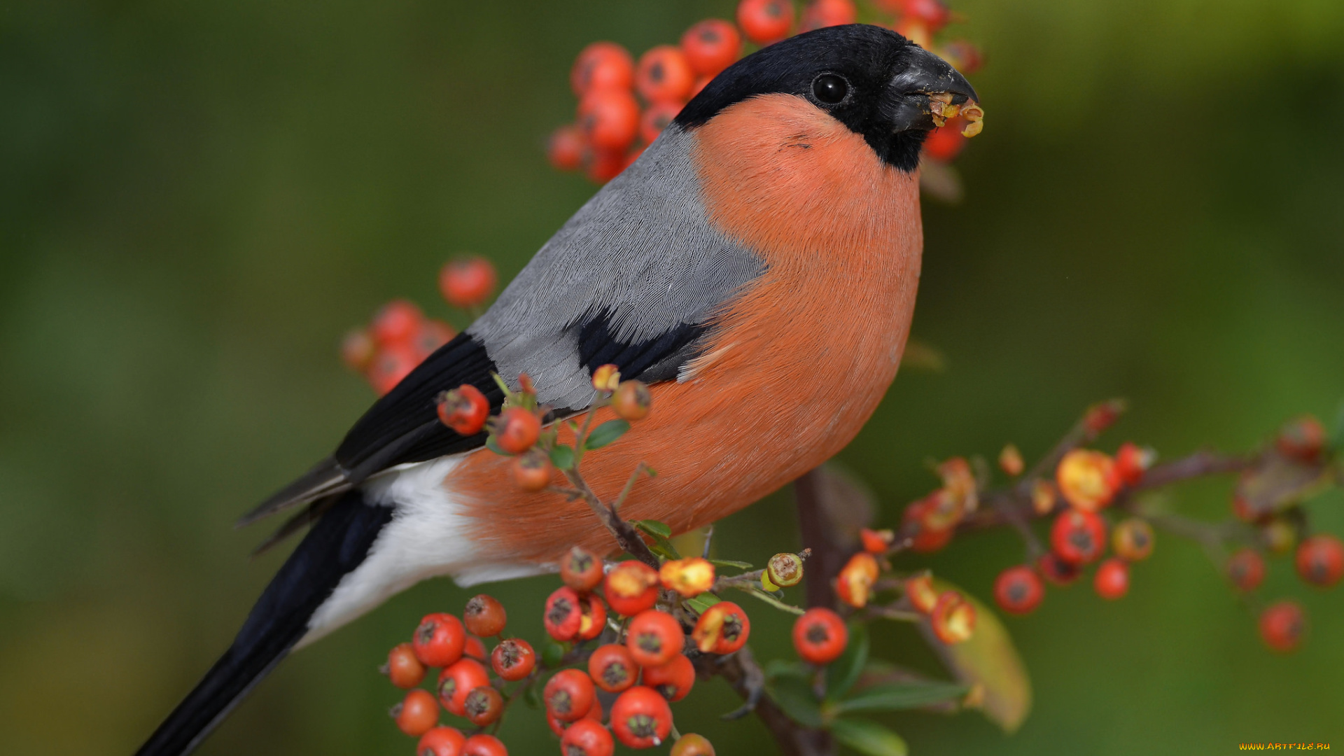 животные, снегири, птичка