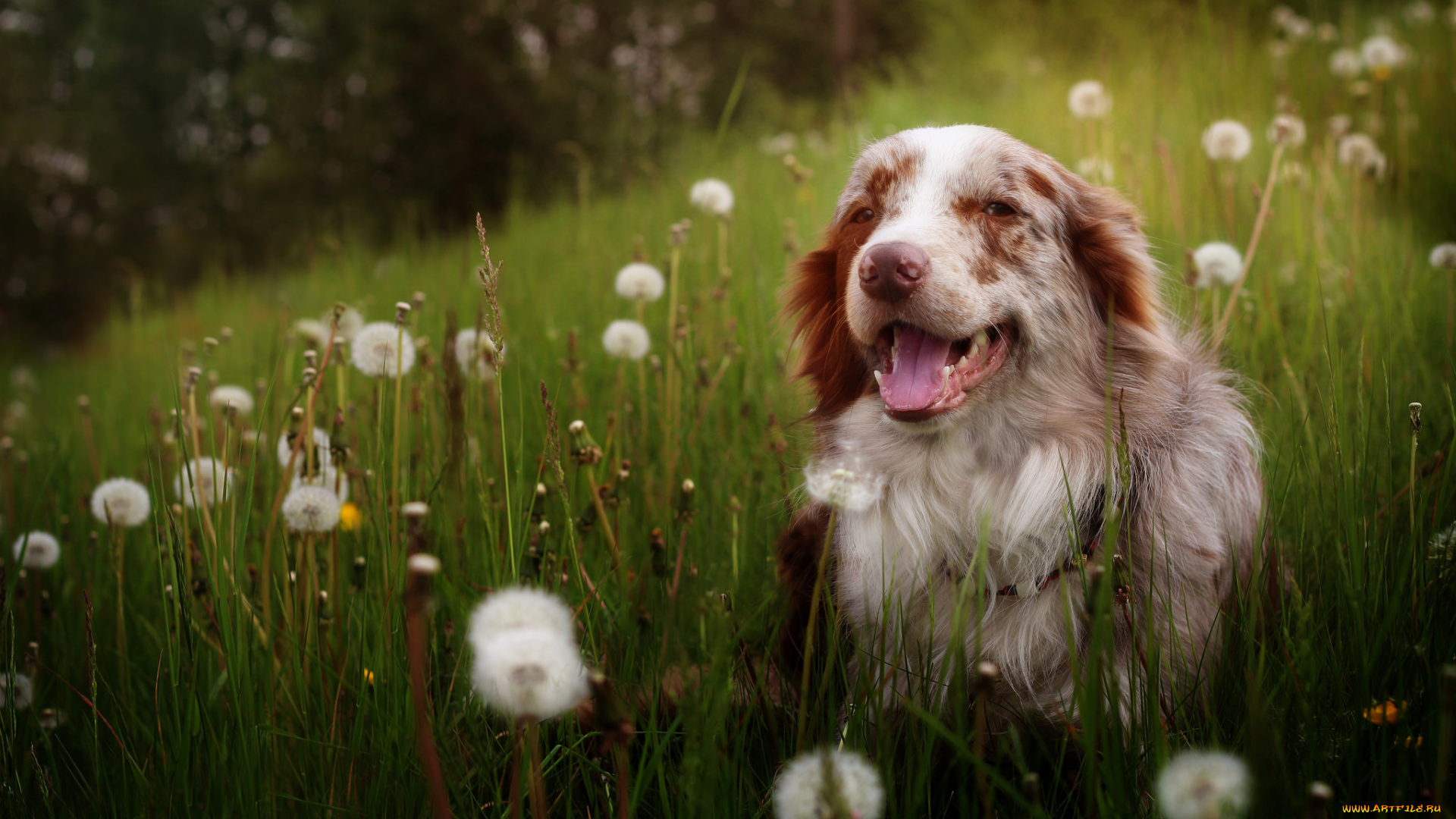 животные, собаки, друг, одуванчики, взгляд, собака