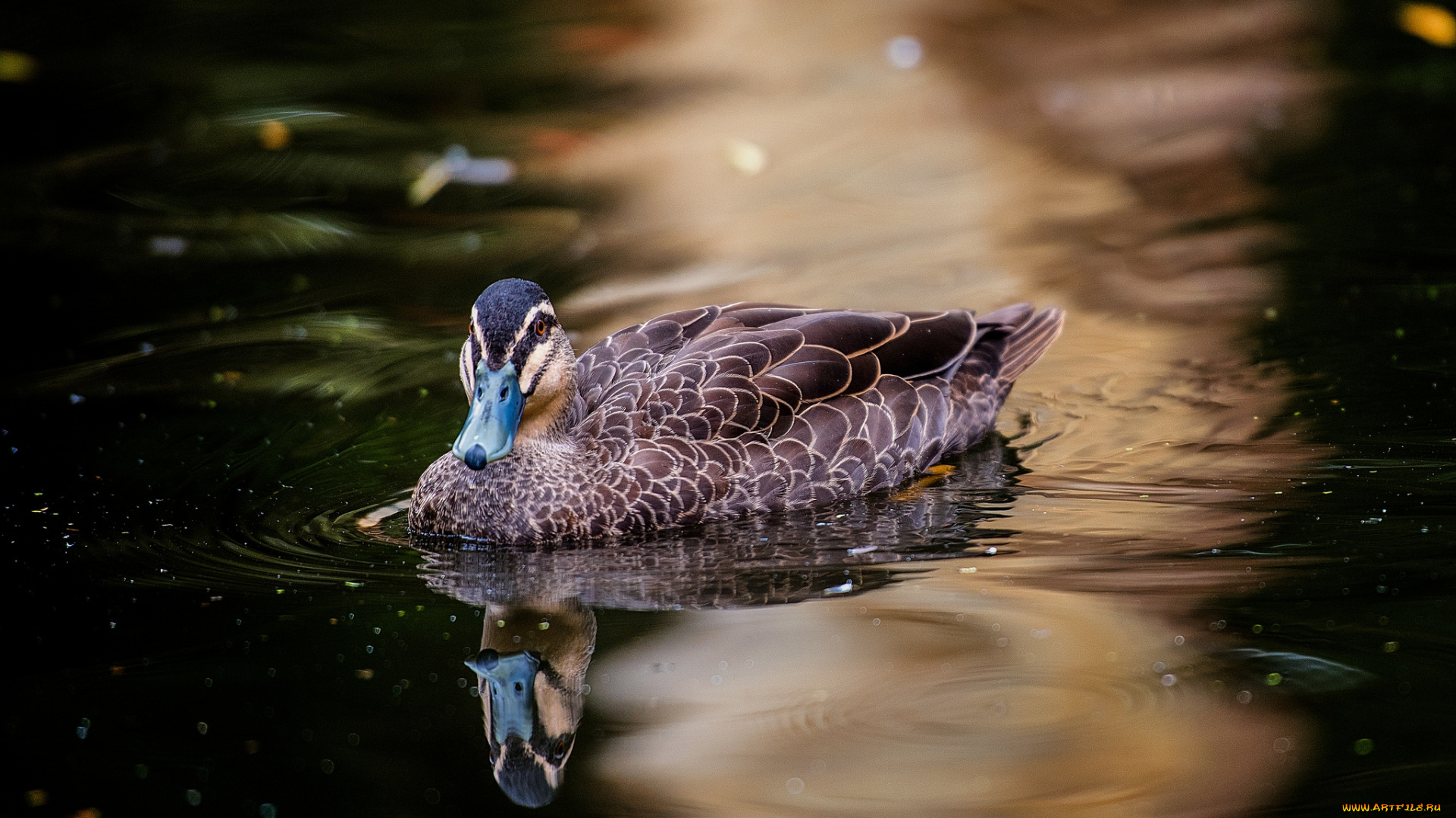 животные, утки, птичка