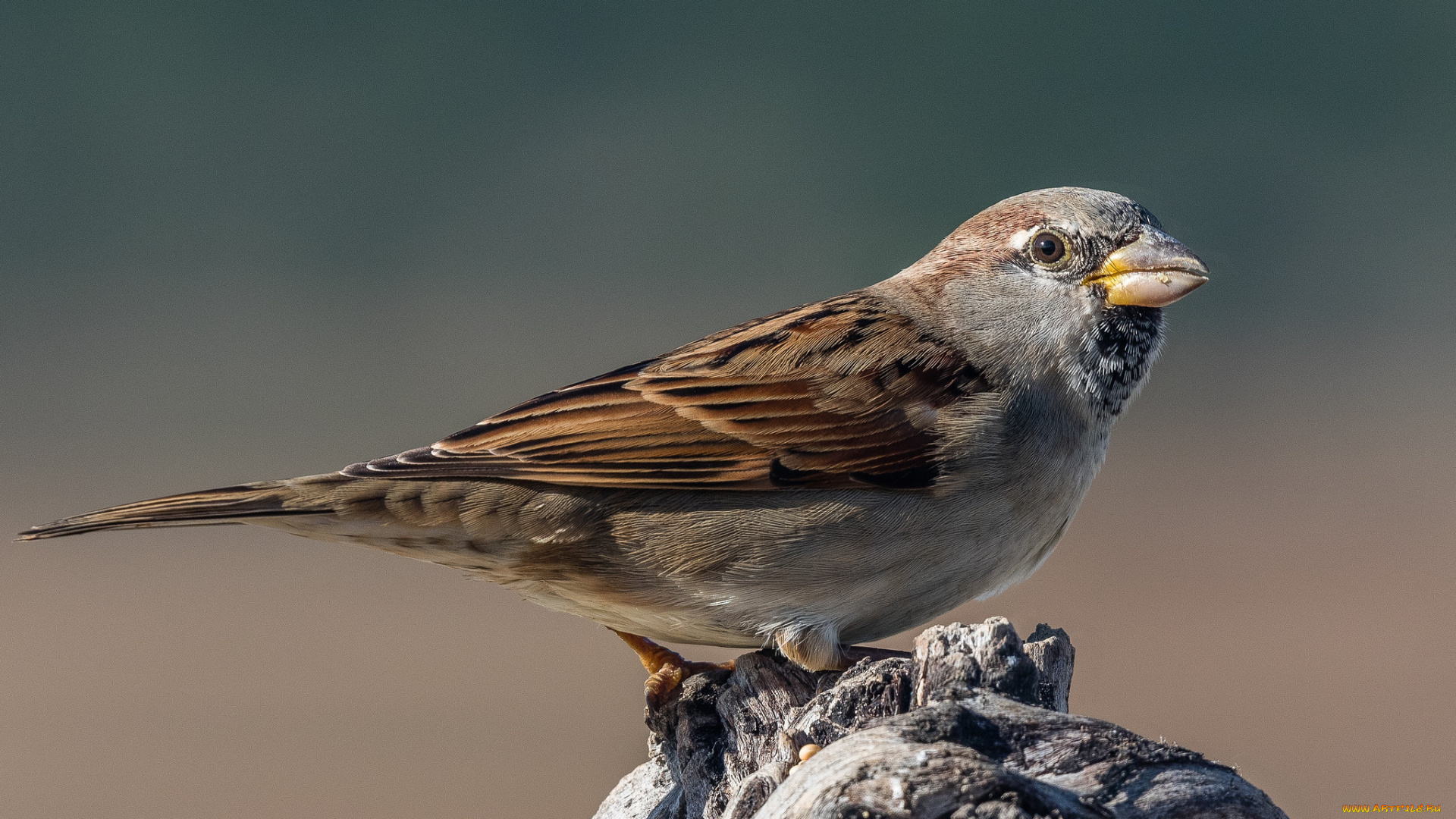 животные, воробьи, птичка