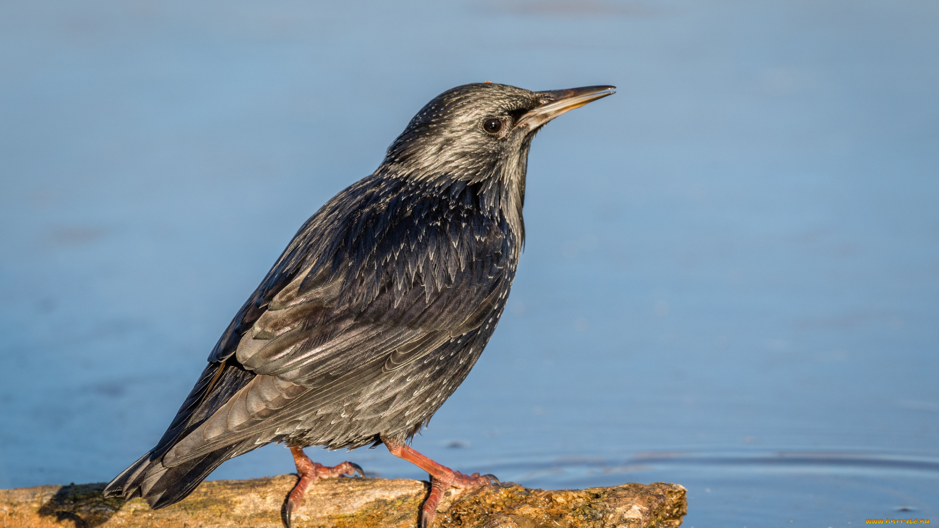 животные, вороны, , грачи, , галки, птичка