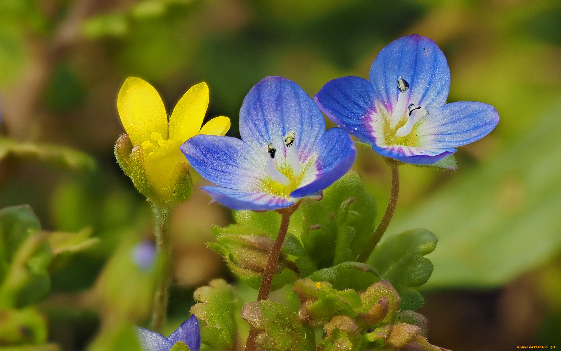 цветы, луговые, , полевые, , цветы, макро, луговые