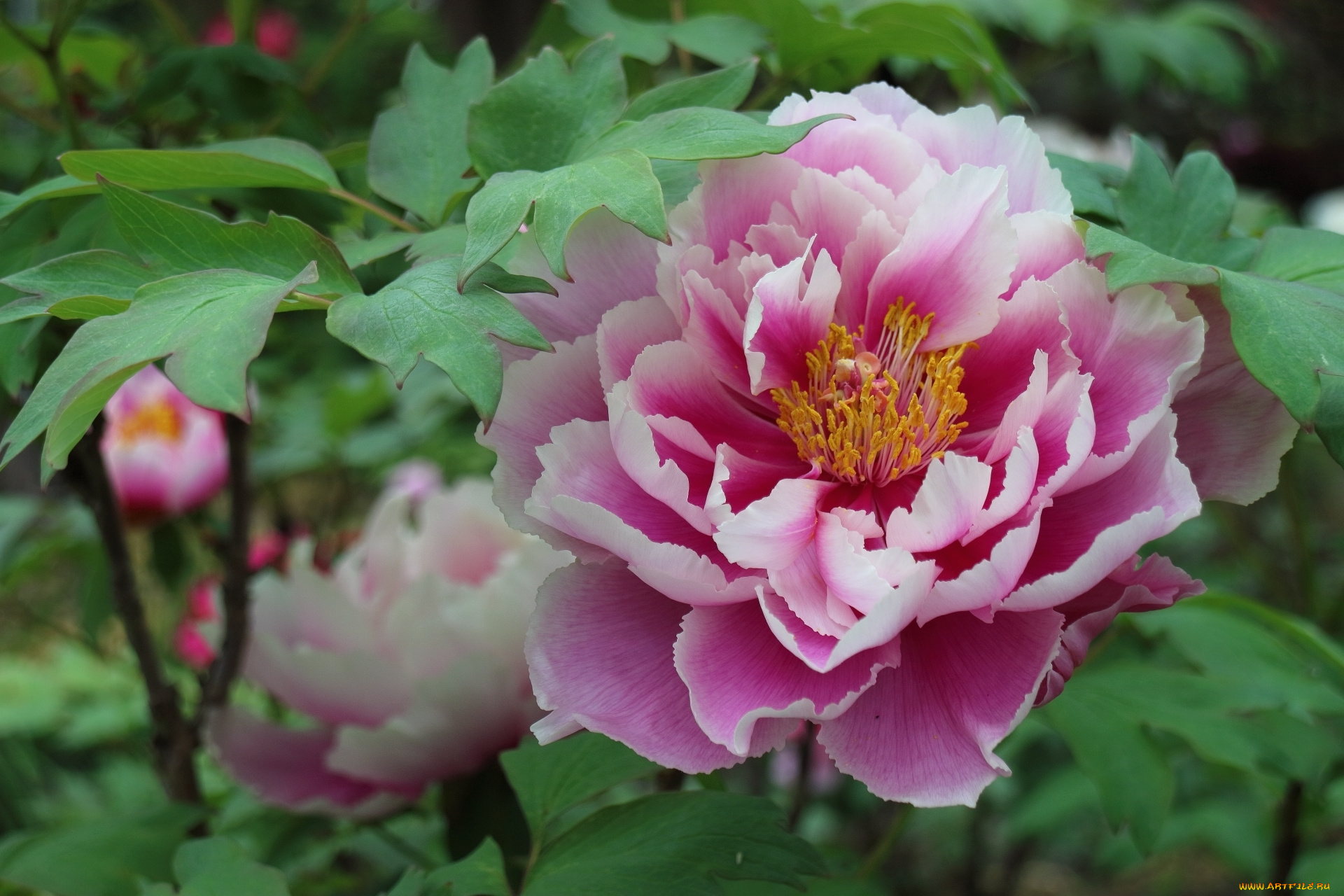 цветы, пионы, пион, макро, розовый, лепестки