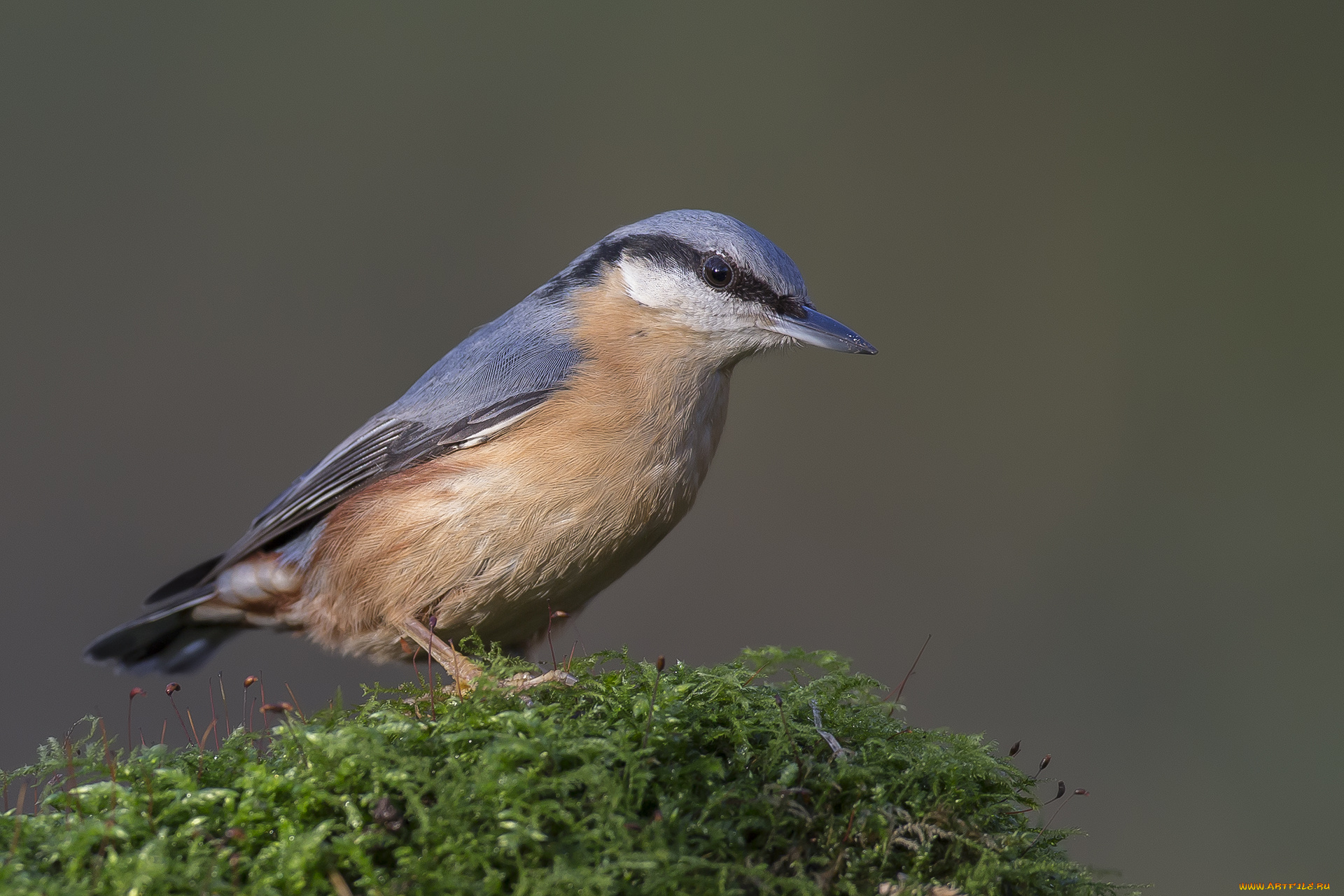 животные, поползни, птичка