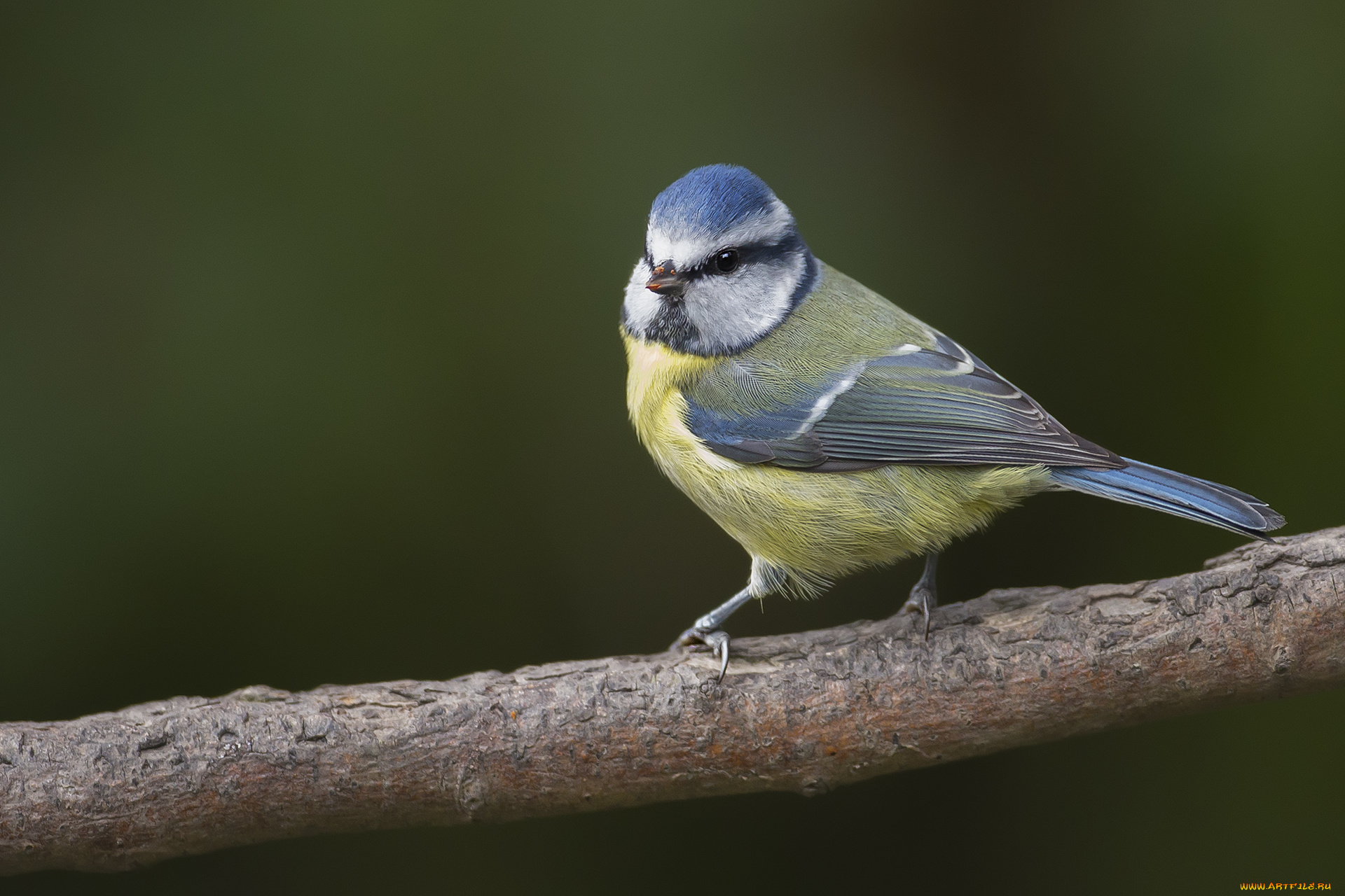 животные, синицы, , лазоревки, птичка