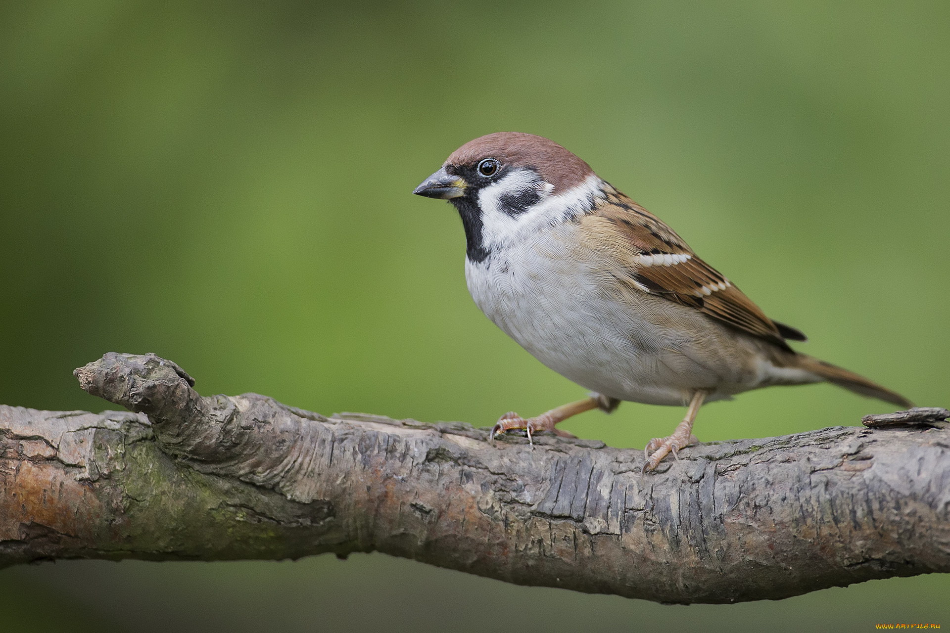 животные, воробьи, птичка