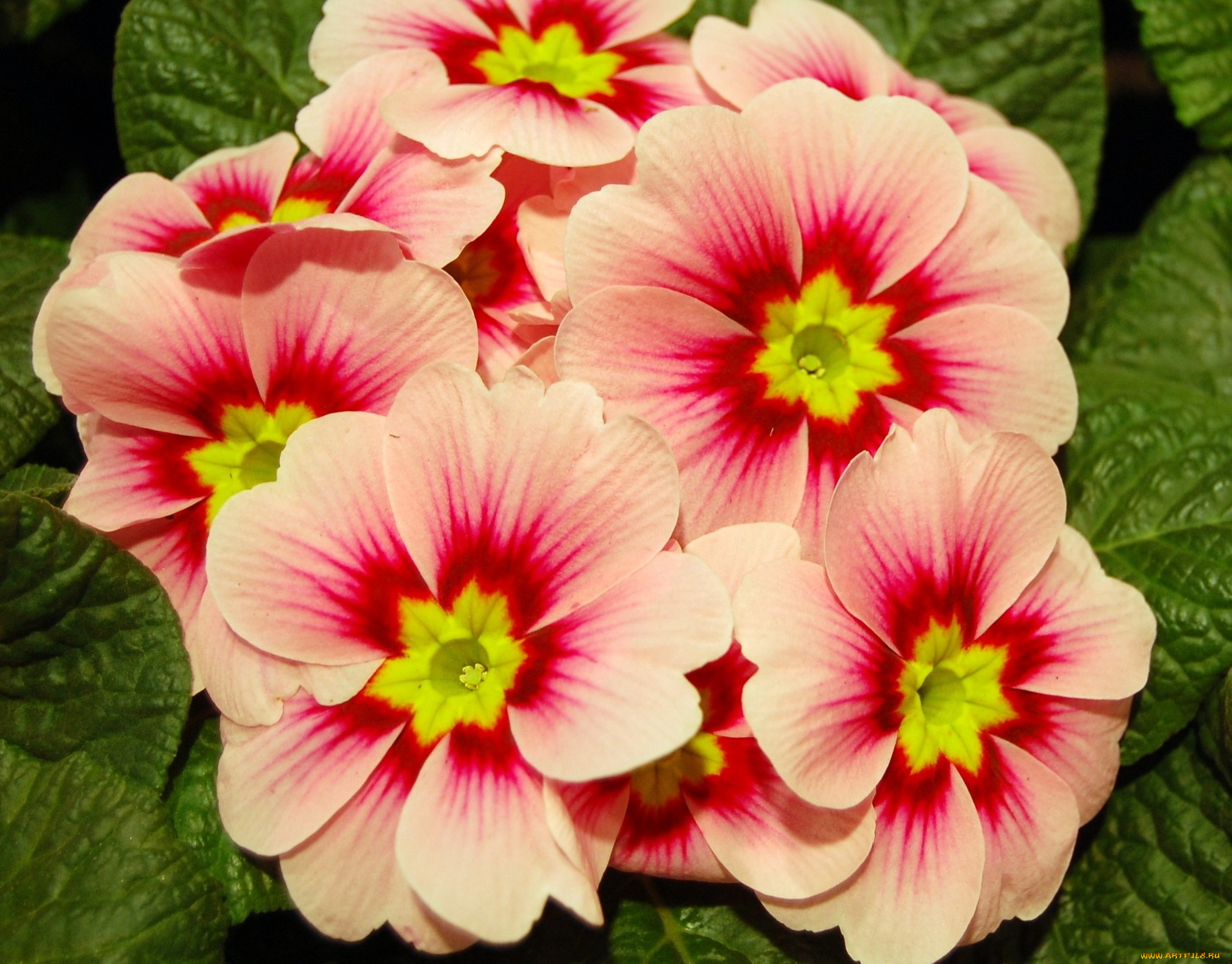 цветы, примулы, цветыц