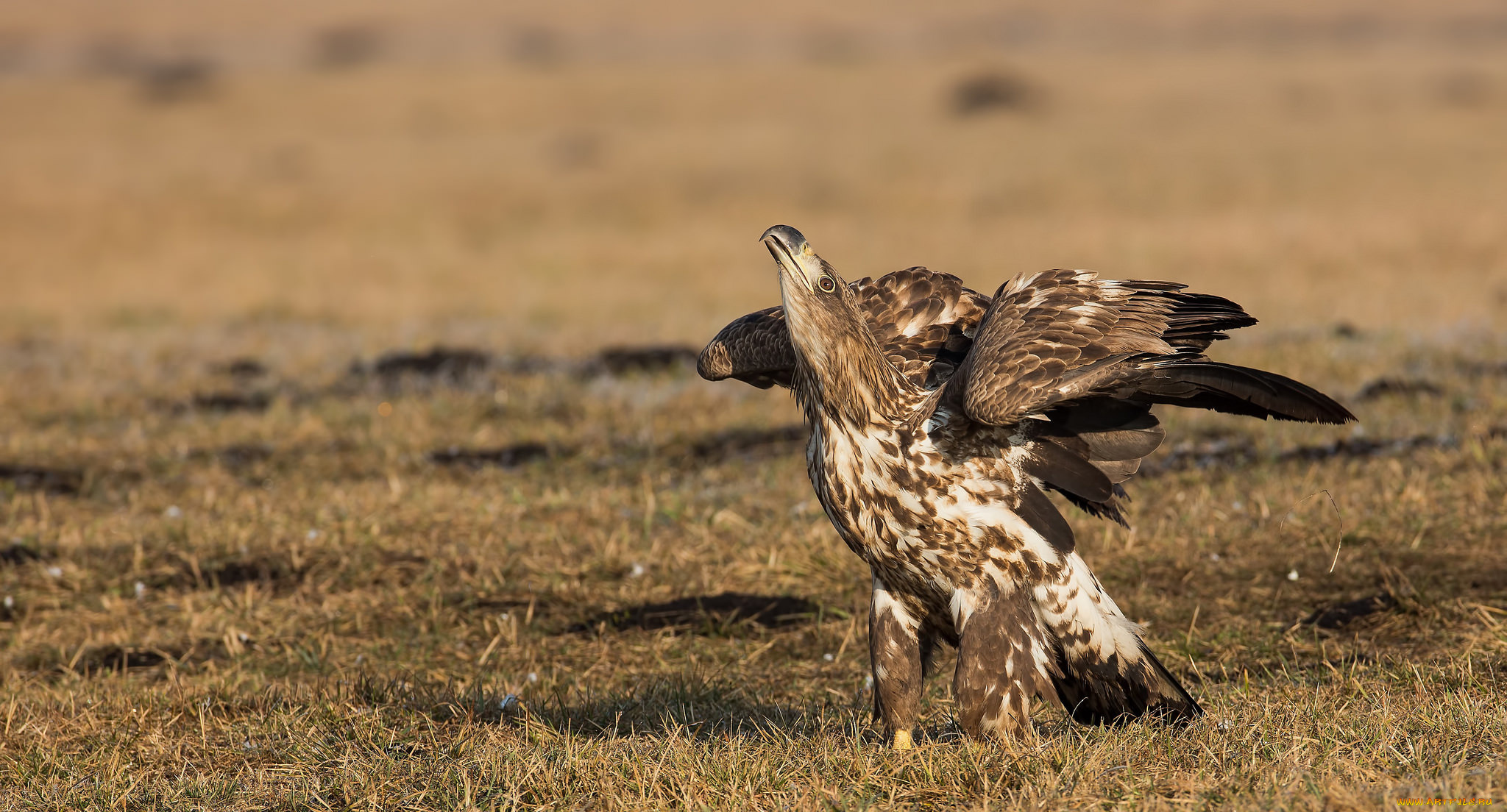 животные, птицы, -, хищники, птичка