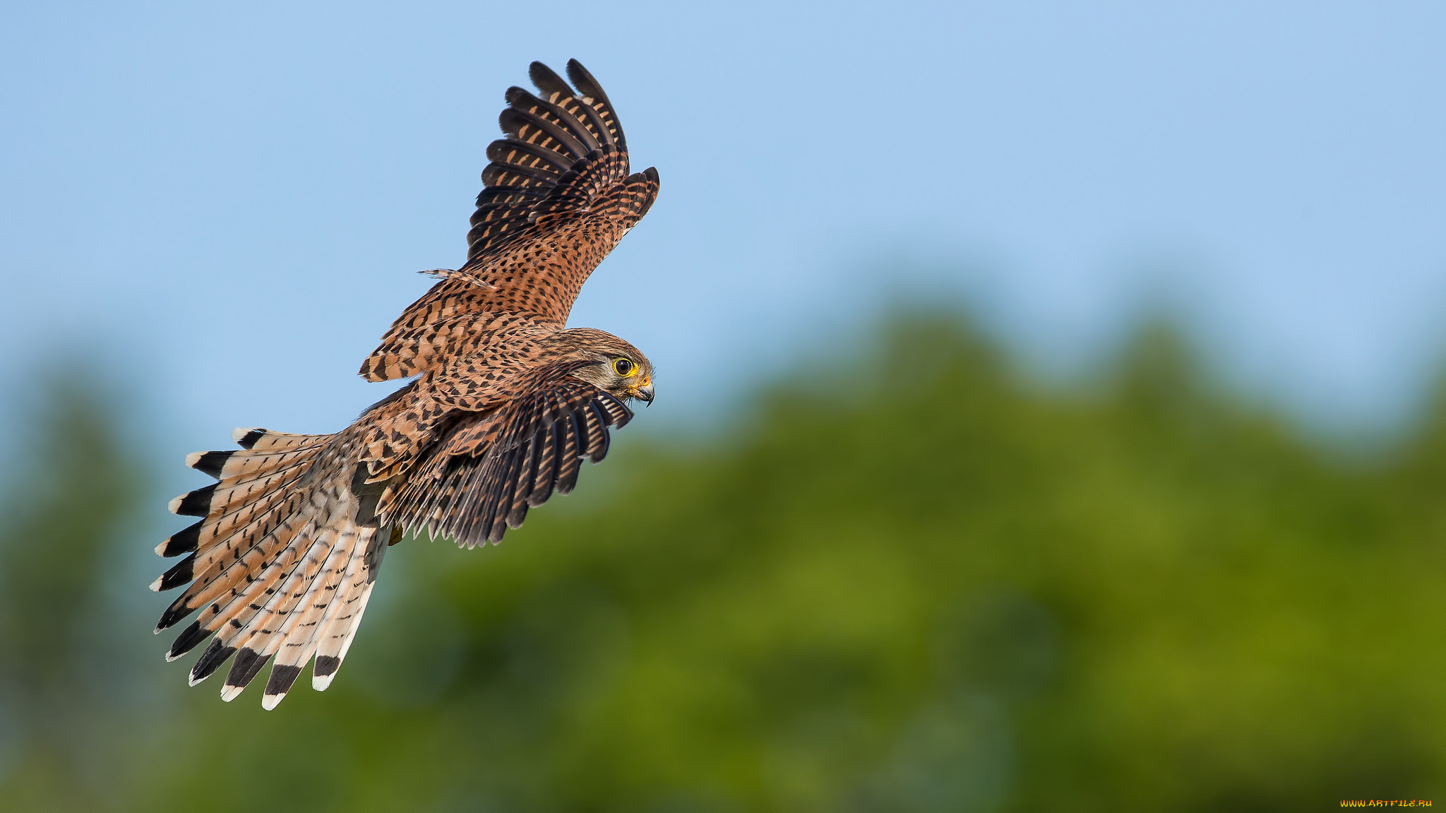 животные, птицы, -, хищники, птичка