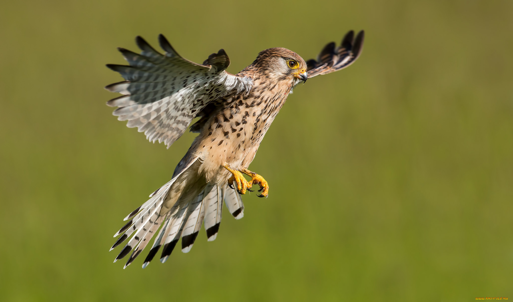 животные, птицы, -, хищники, птичка