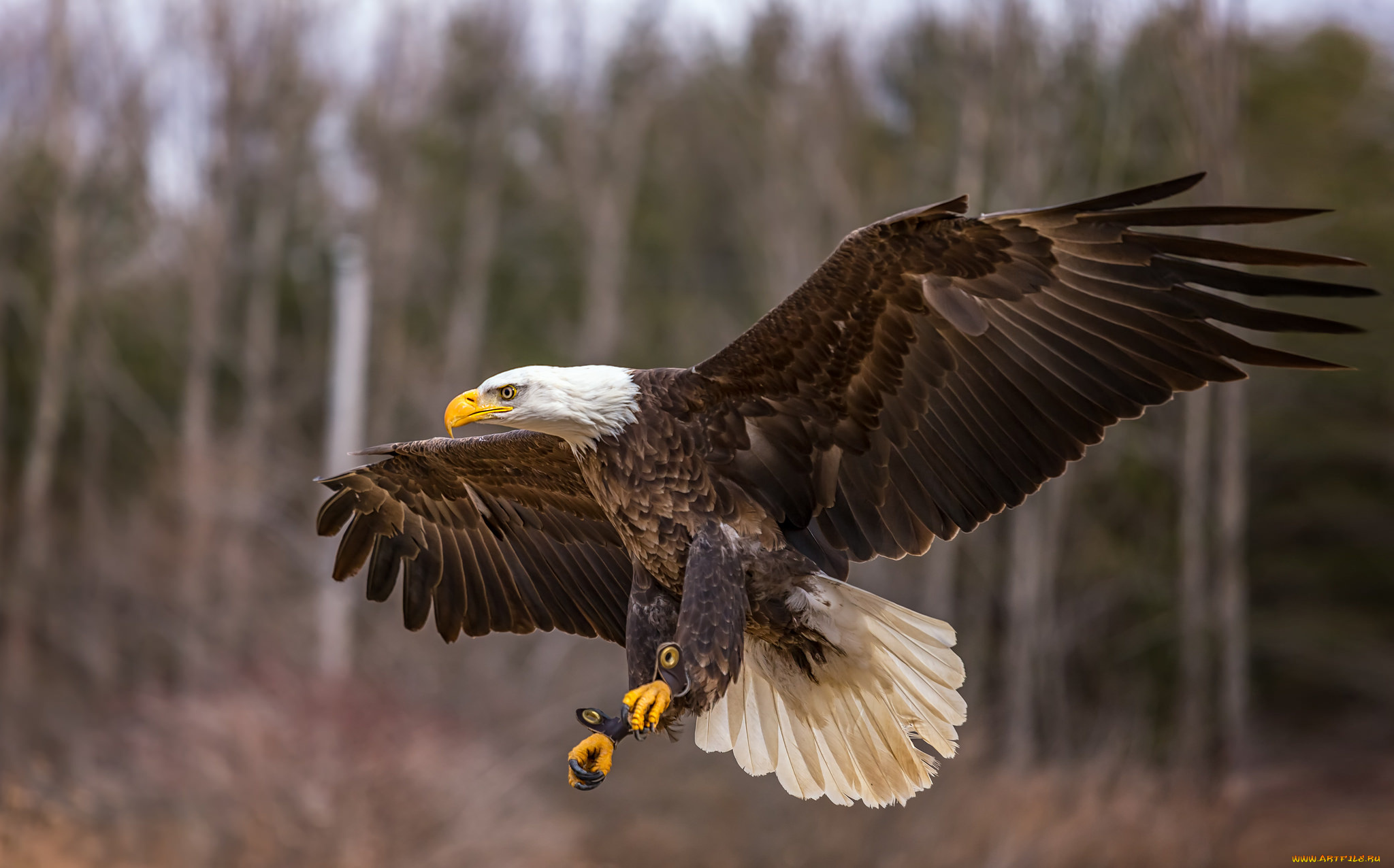 животные, птицы, -, хищники, птичка