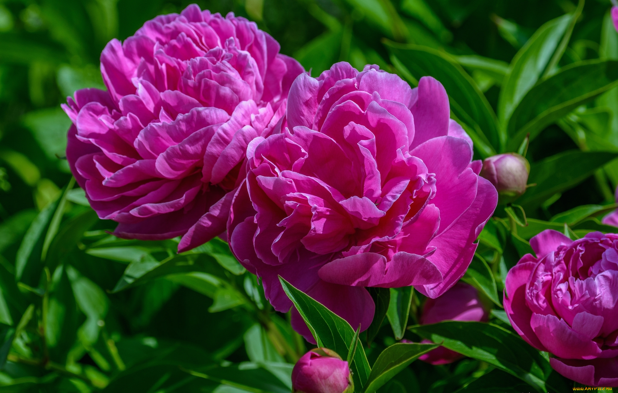 цветы, пионы, розовый, макро