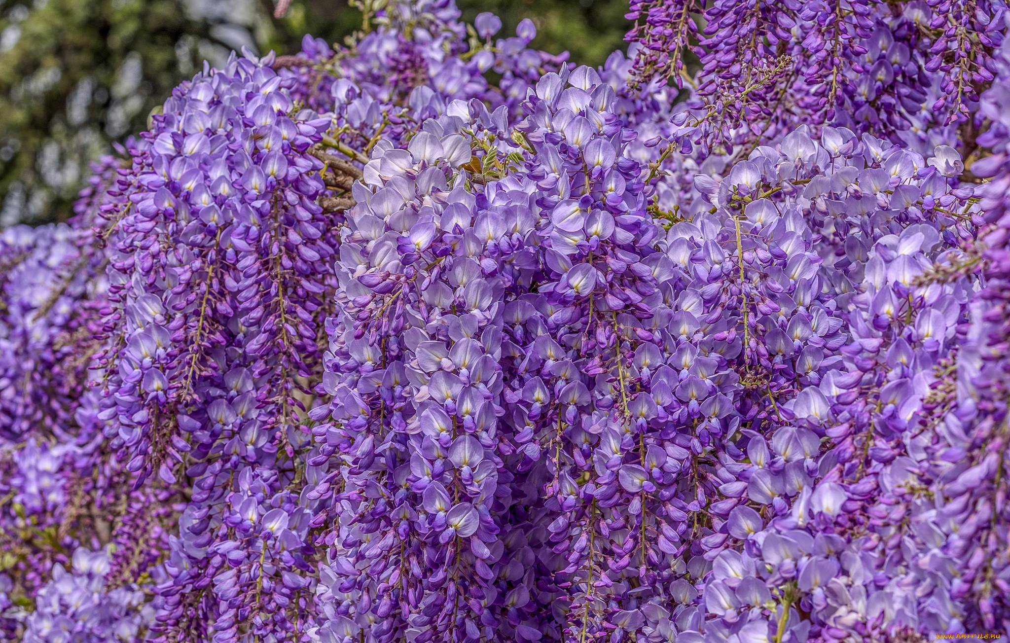 цветы, глициния, вистерия, гроздья, цветение