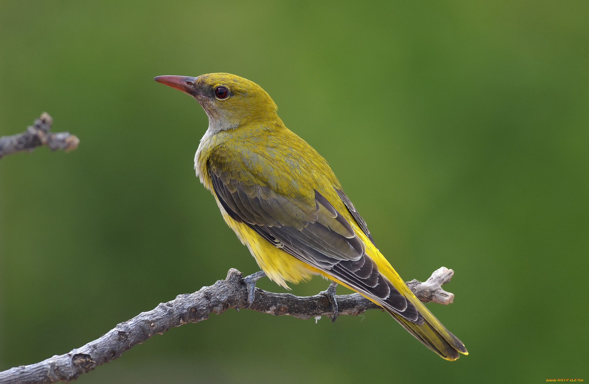 животные, птицы, птичка