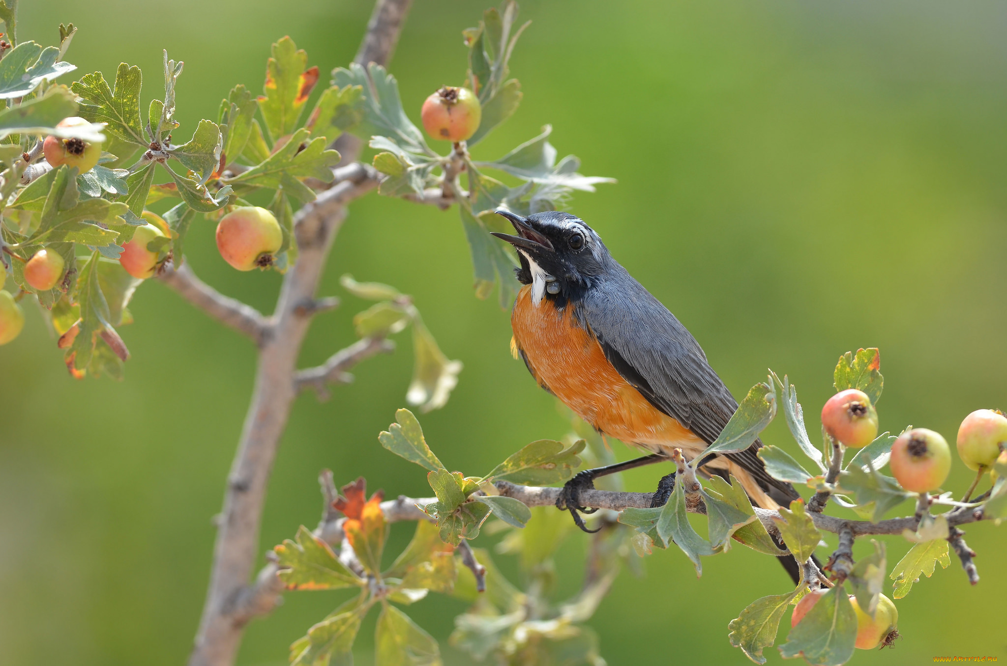животные, птицы, птичка