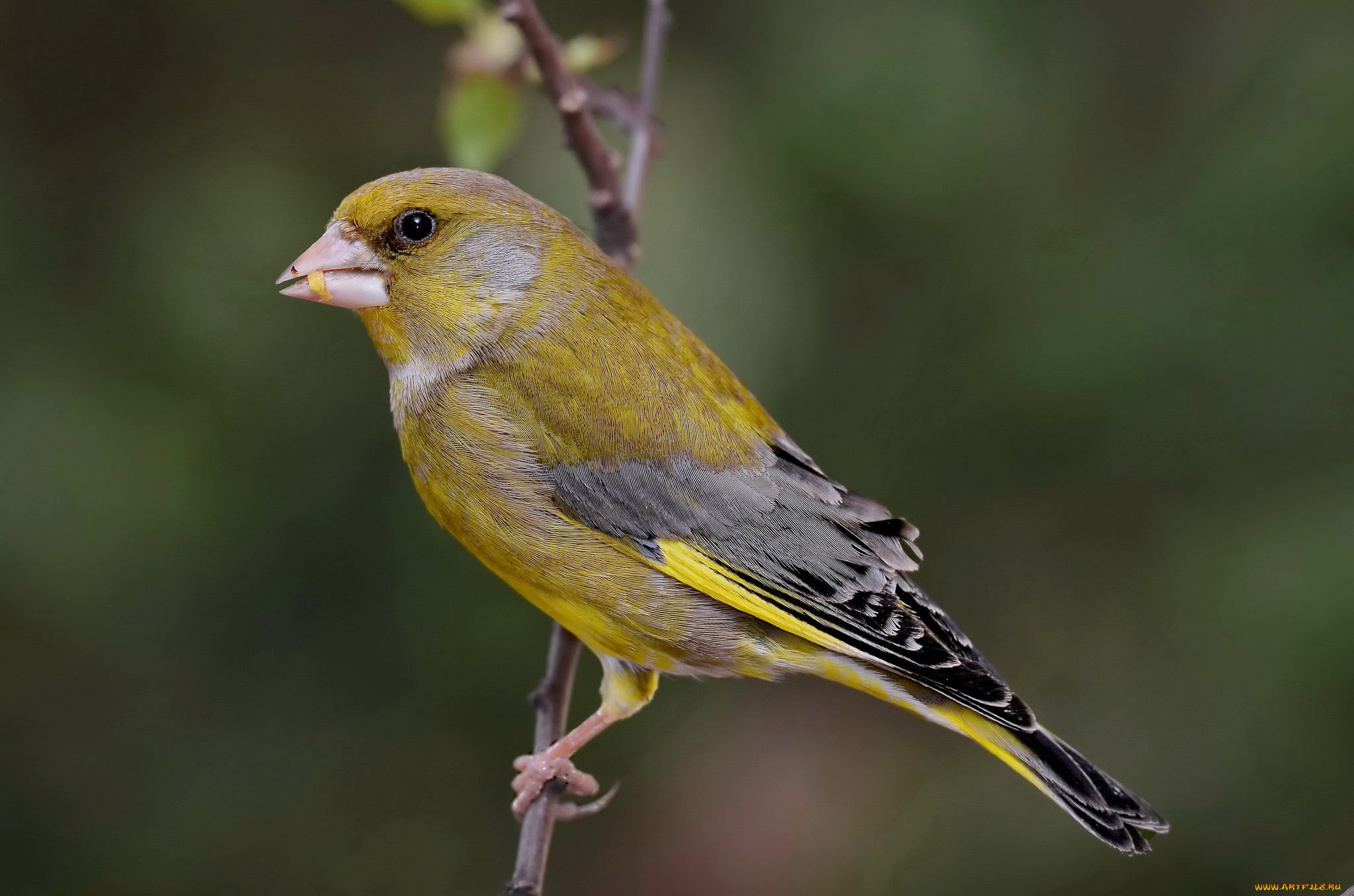 животные, птицы, птичка