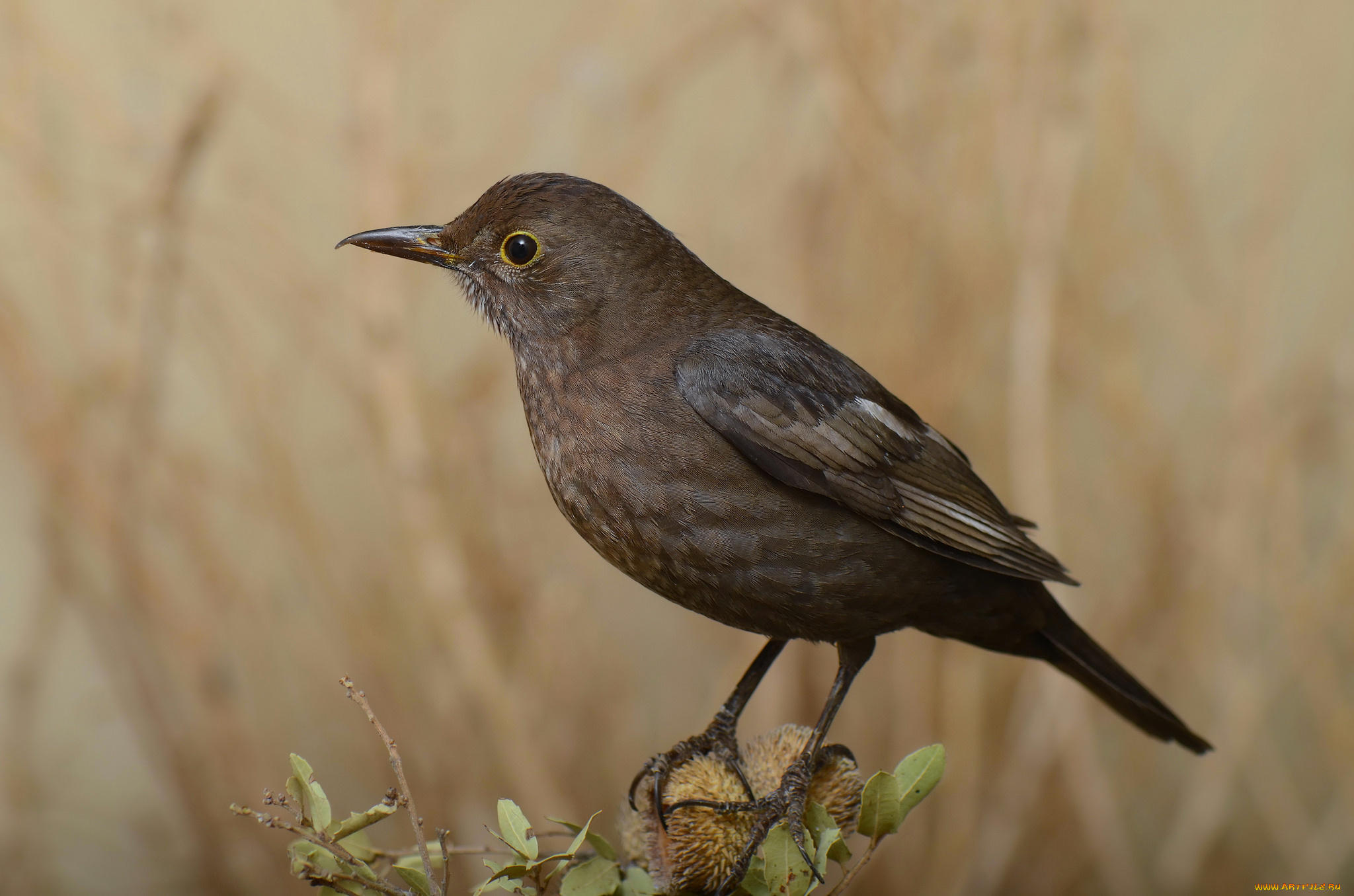 животные, птицы, птичка