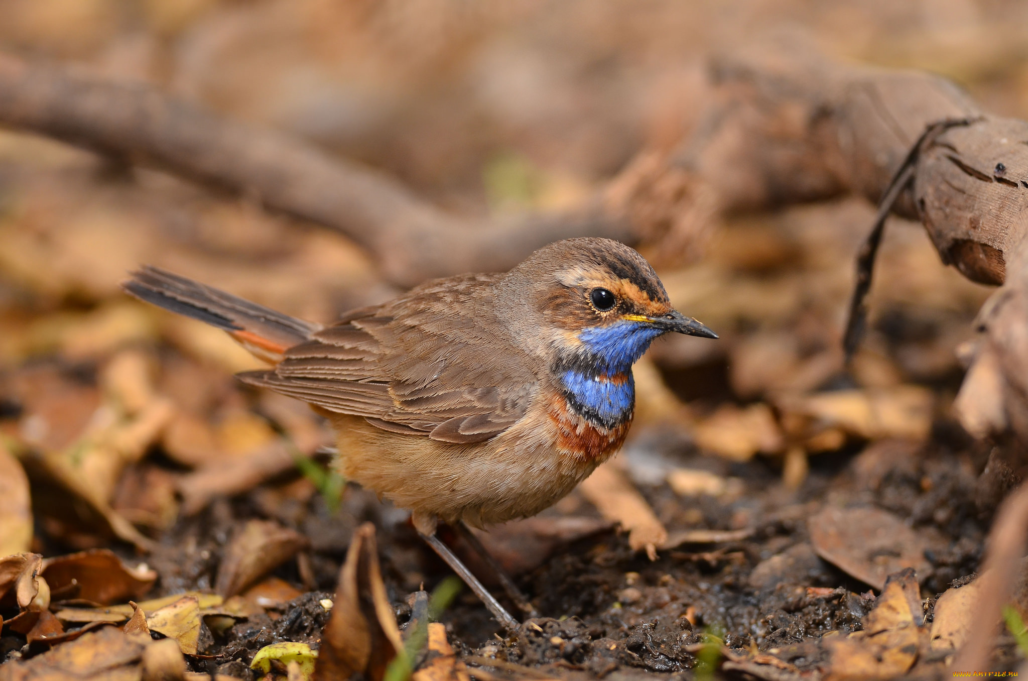 животные, птицы, птичка