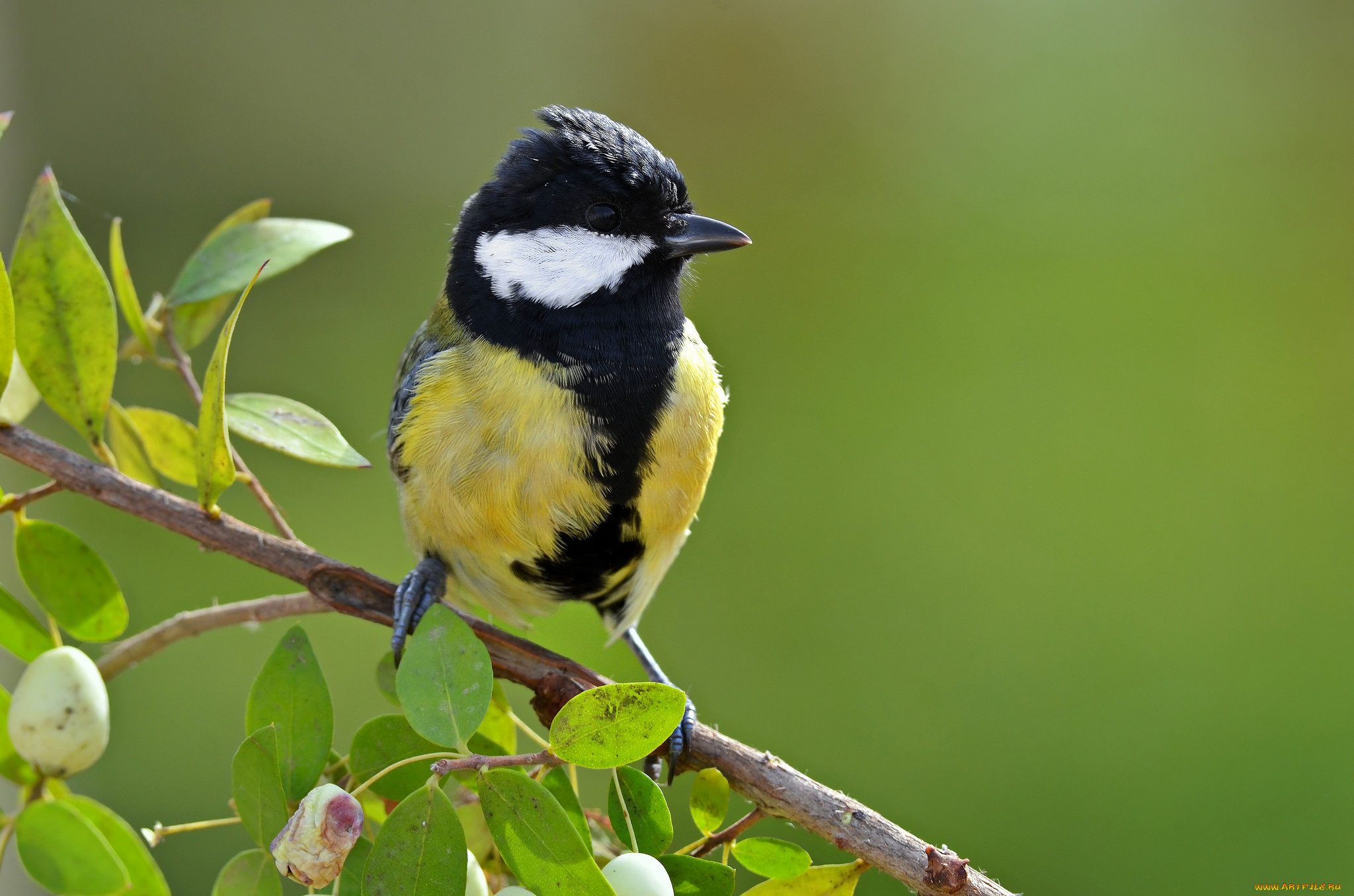 животные, синицы, , лазоревки, птичка
