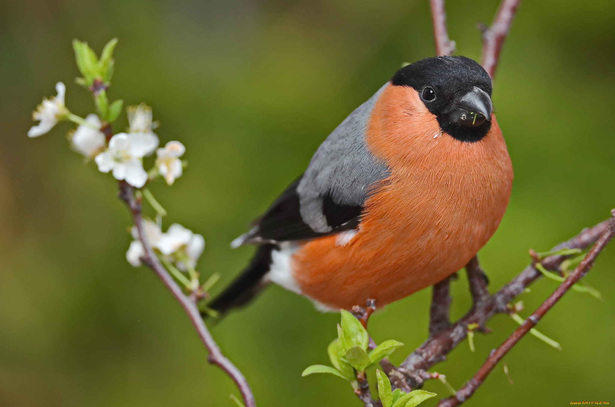 животные, снегири, птичка