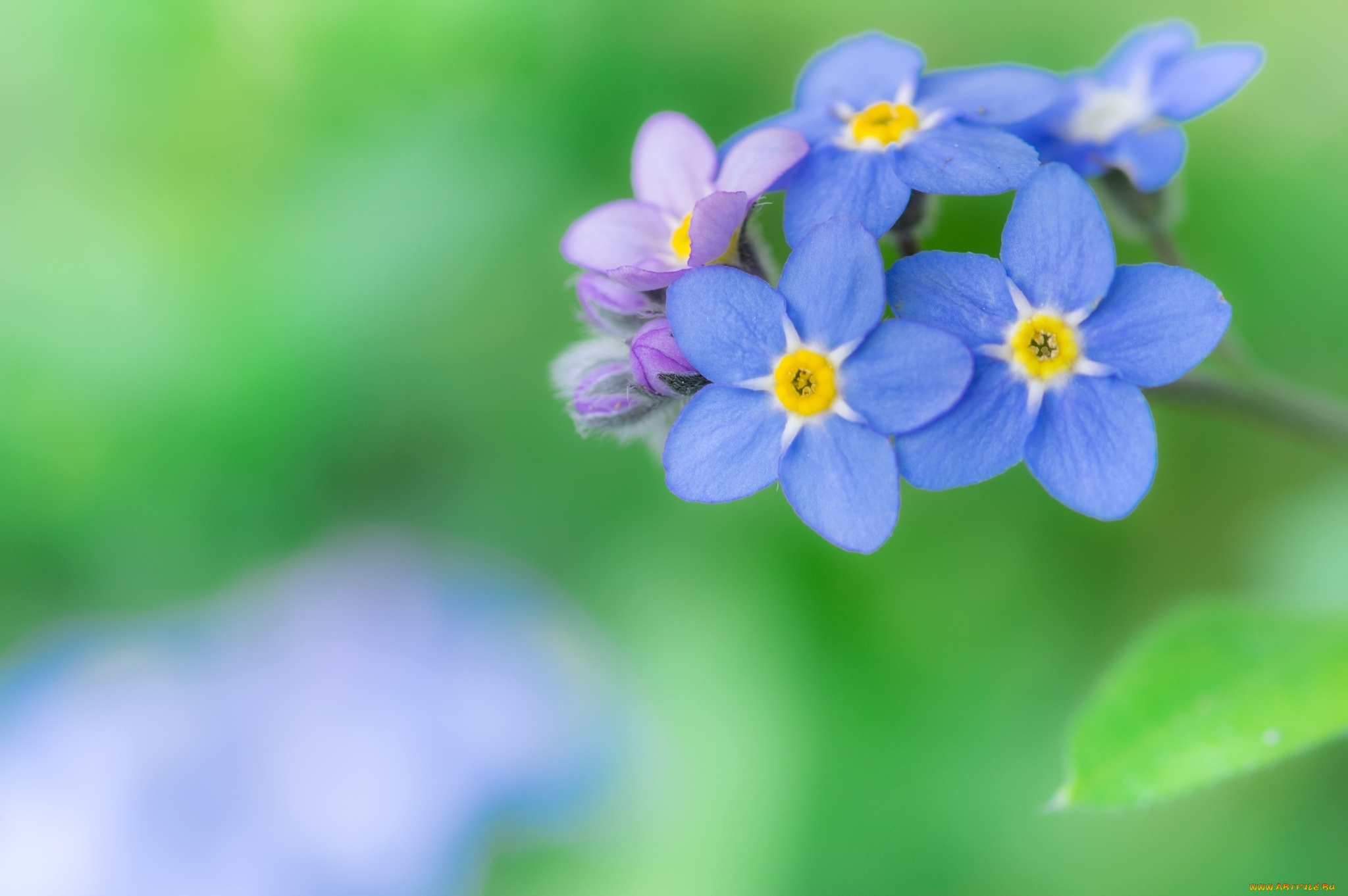 цветы, незабудки, незабудка, макро, синий