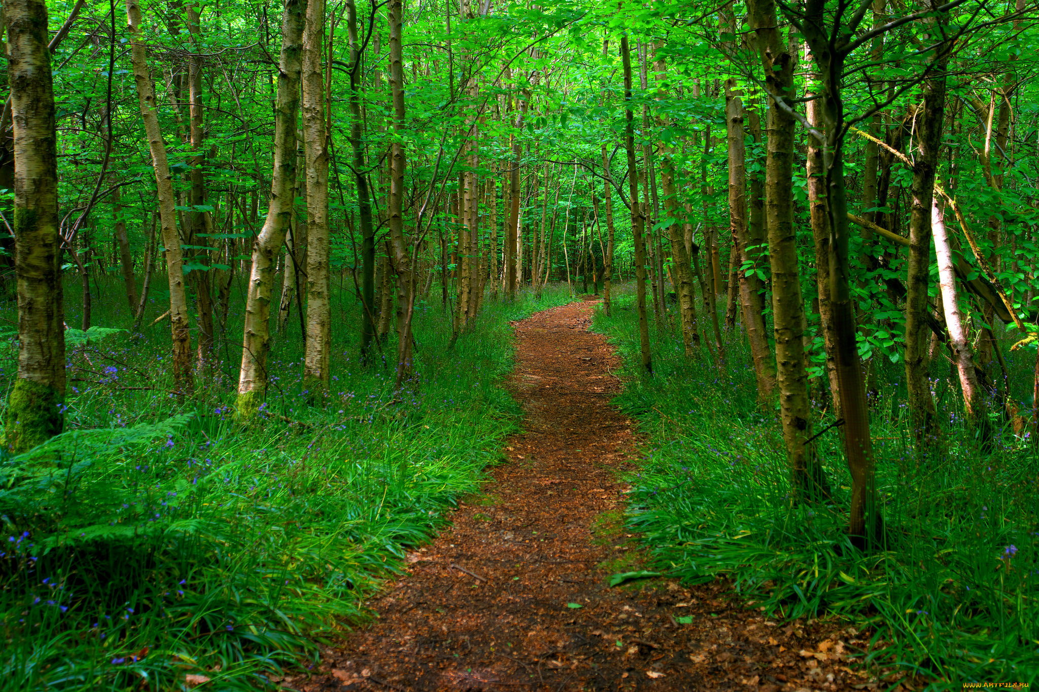 природа, дороги, тракт