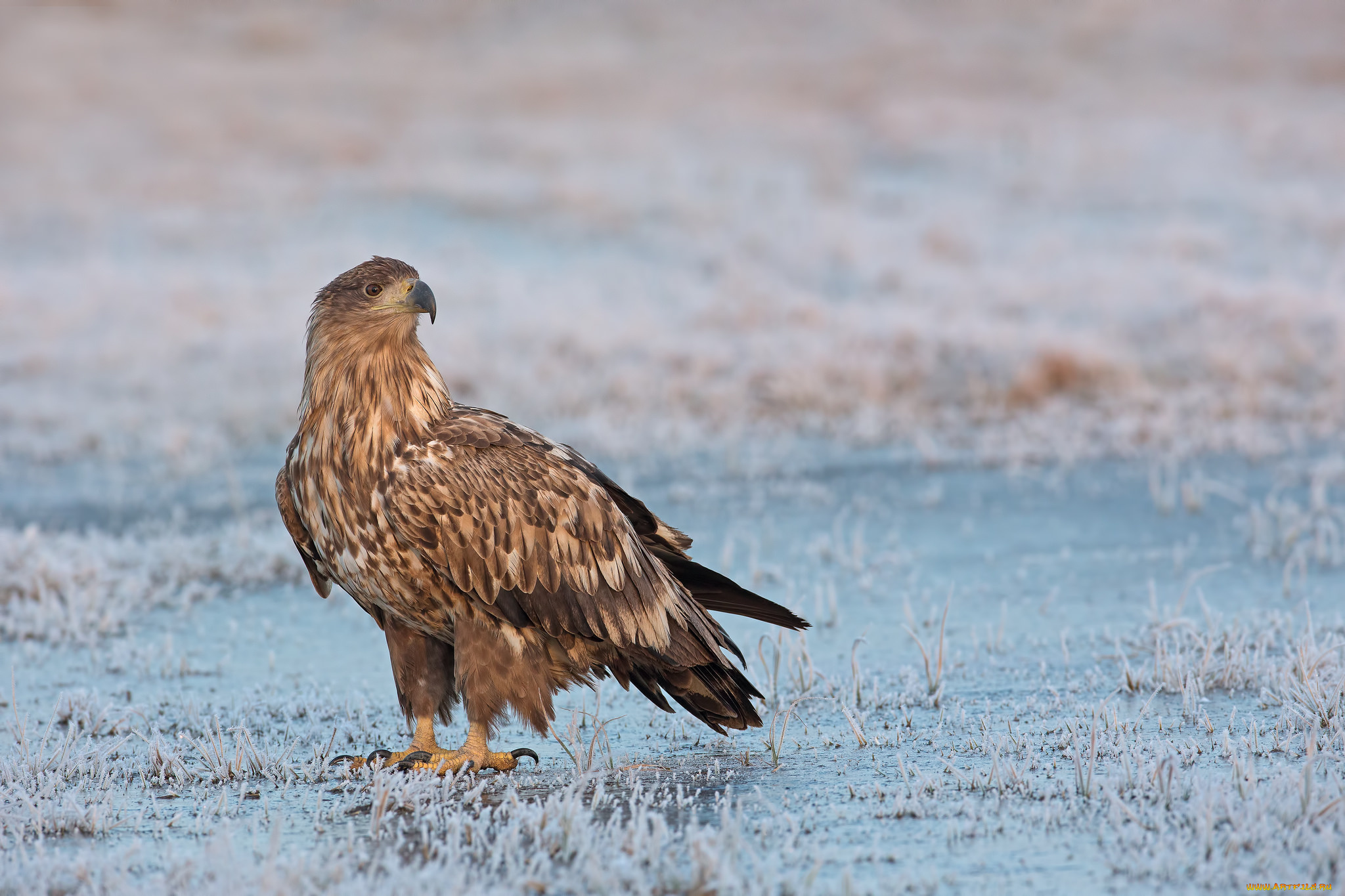 животные, птицы, -, хищники, птичка