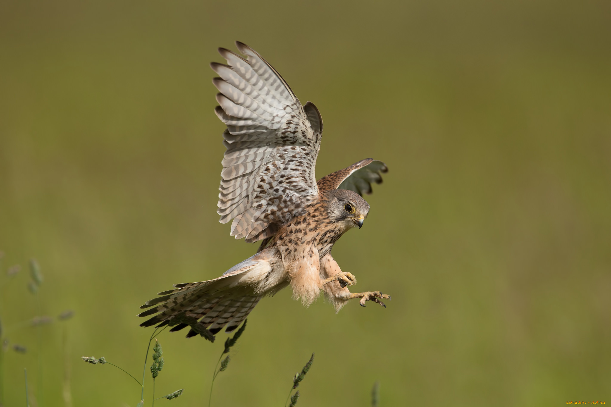 животные, птицы, -, хищники, птичка