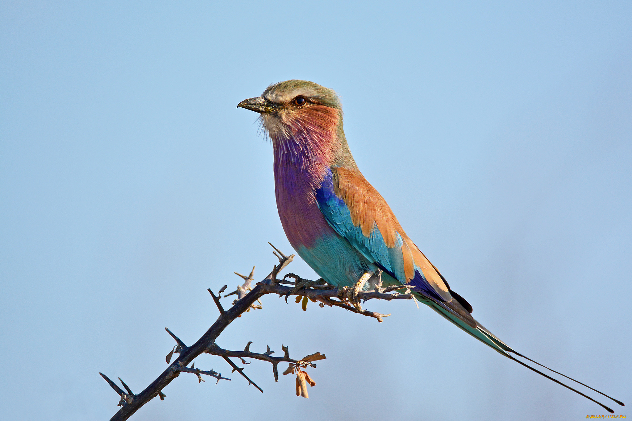 животные, птицы, птичка
