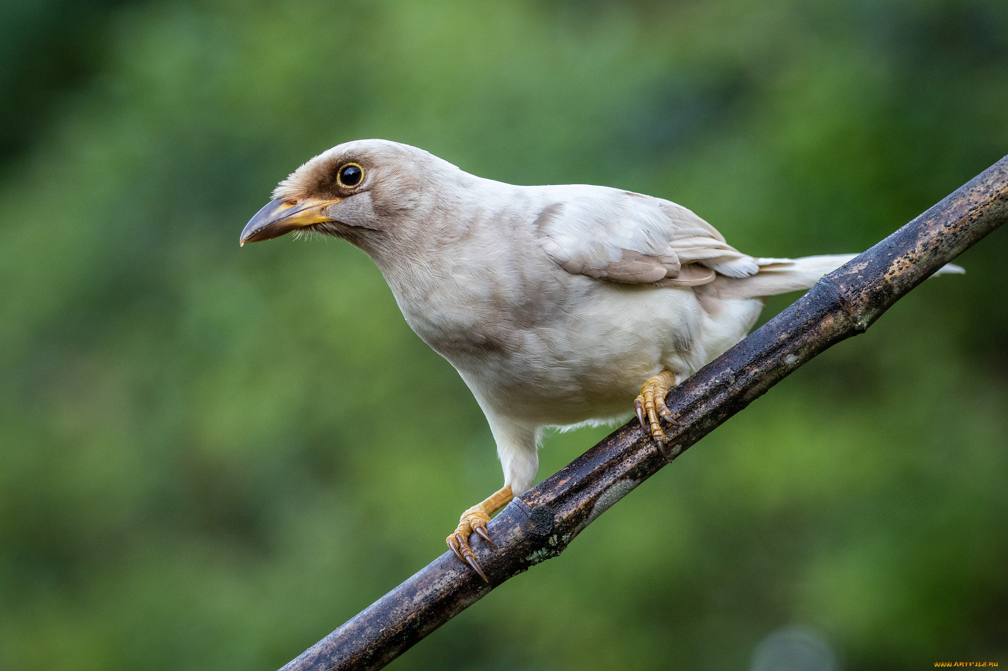 животные, птицы, птичка