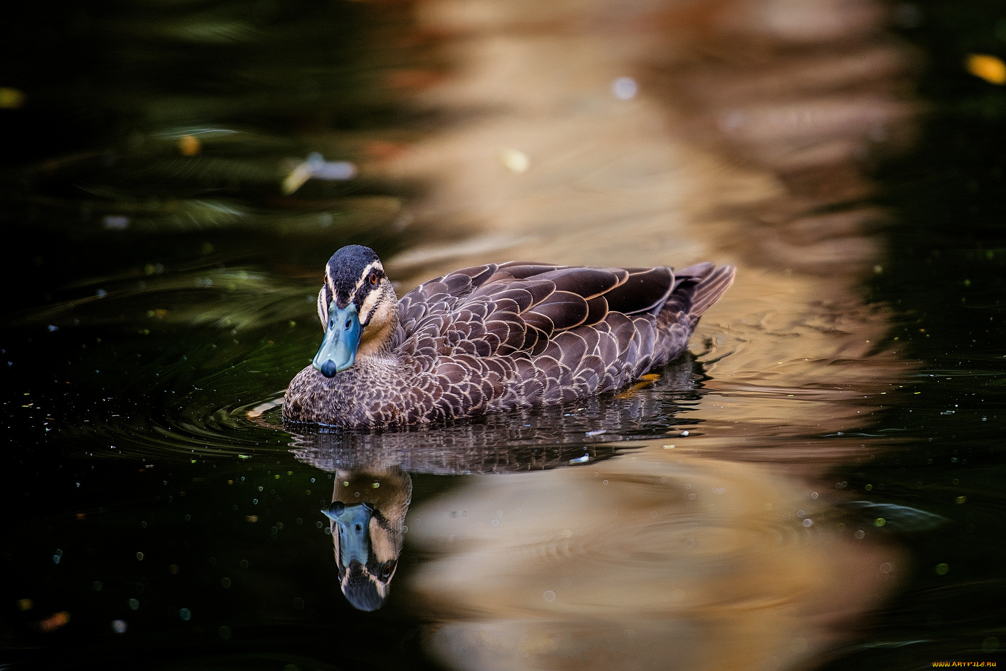 животные, утки, птичка