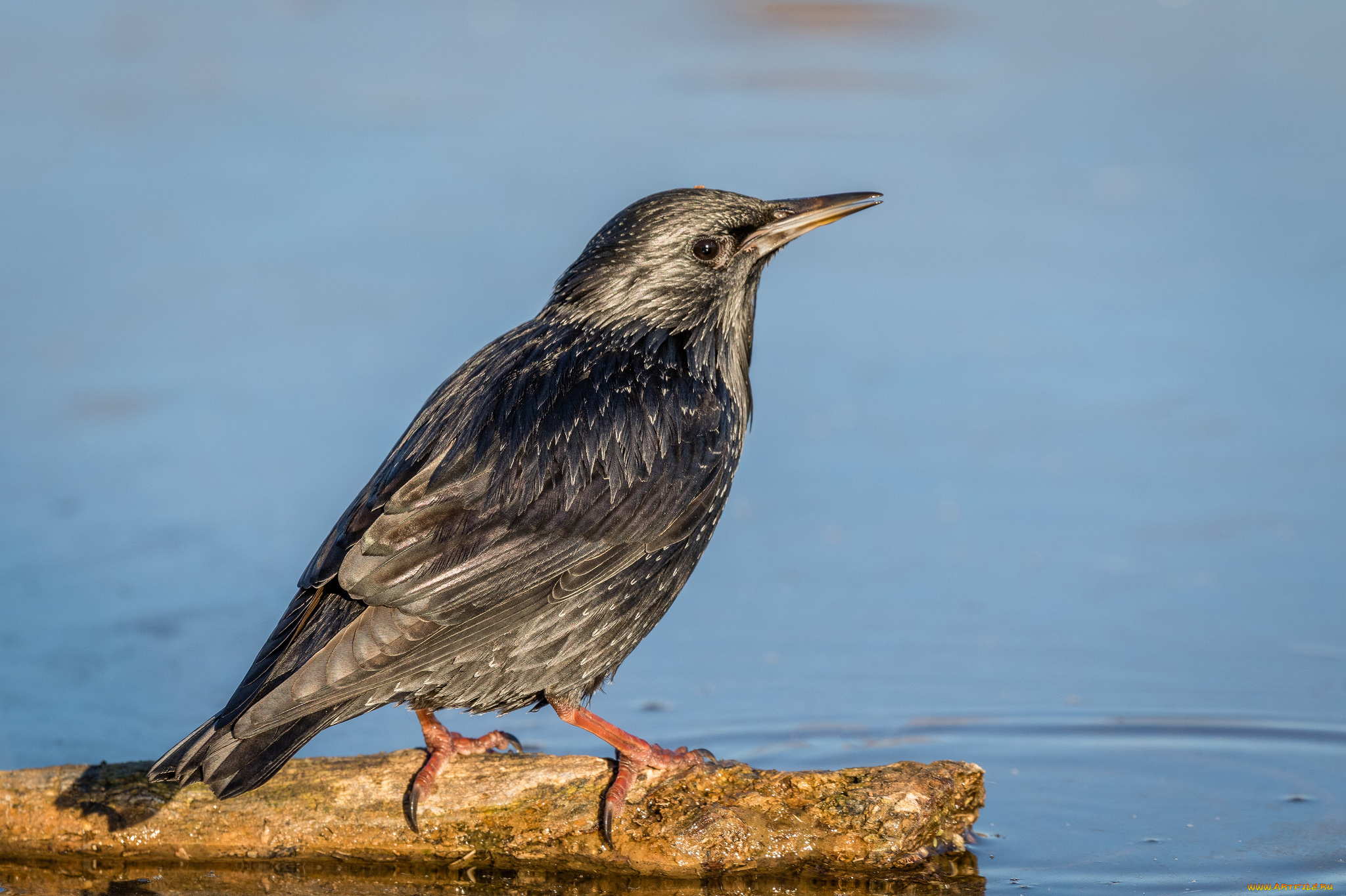 животные, вороны, , грачи, , галки, птичка