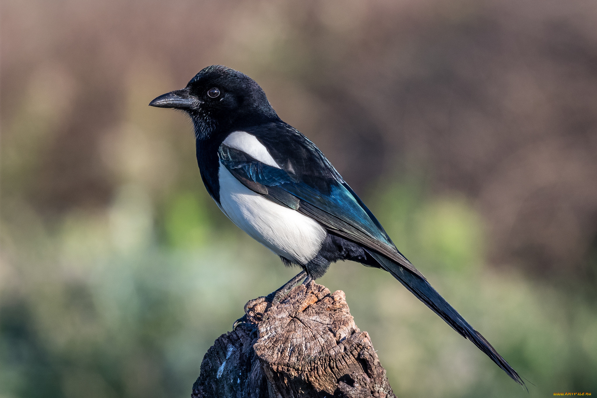 животные, сороки, птичка