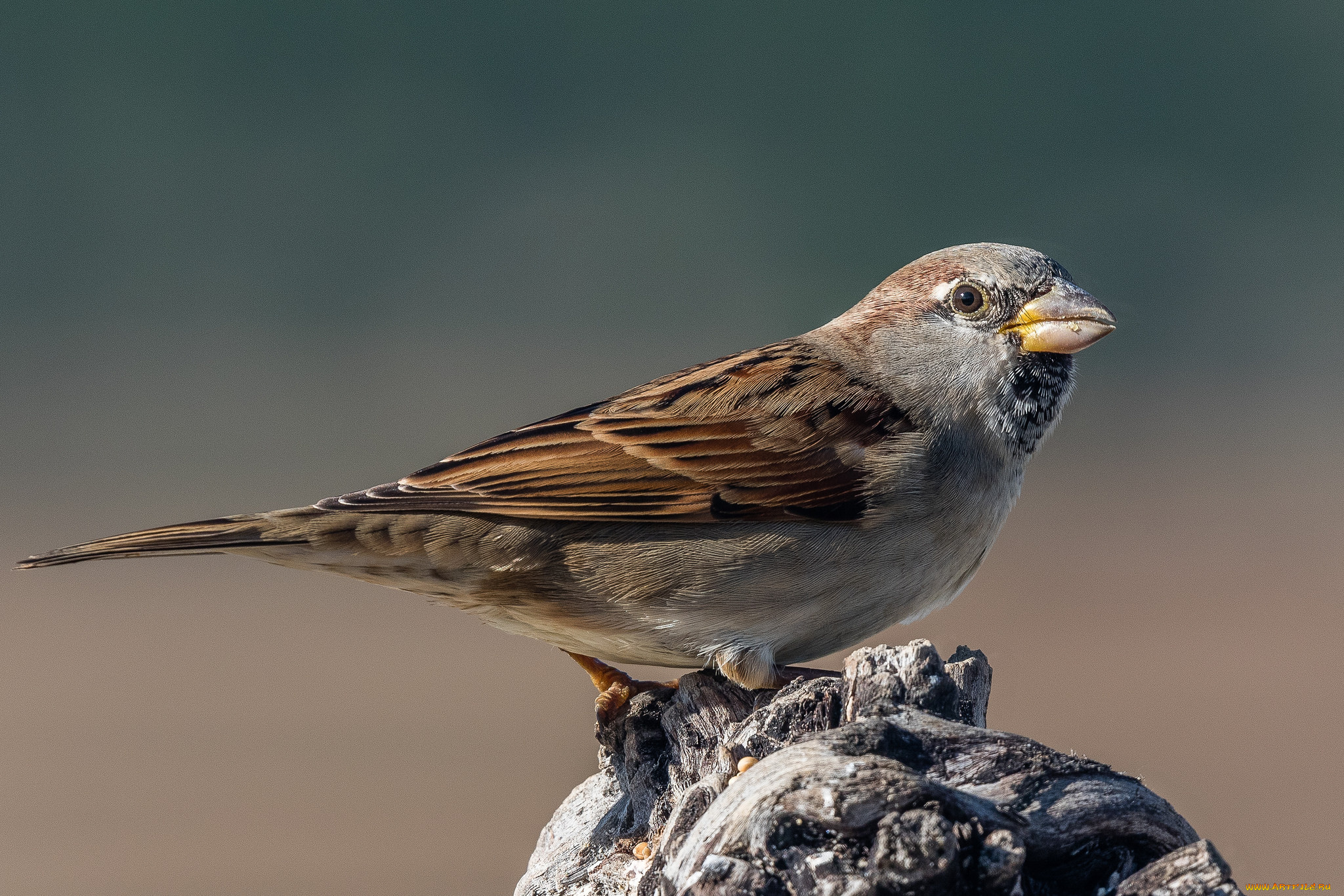 животные, воробьи, птичка