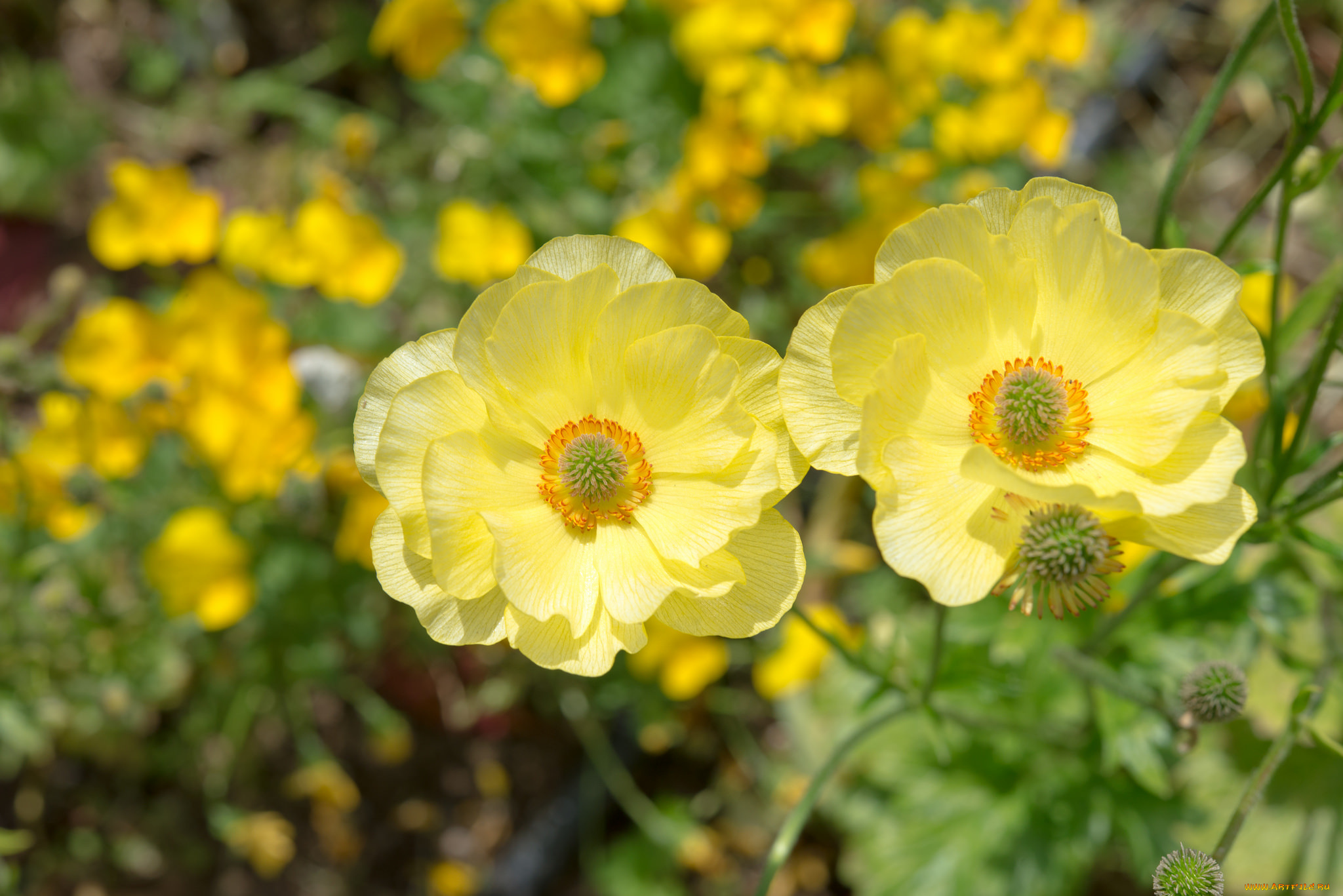 цветы, анемоны, , сон-трава, анемон, ветреница, желтый