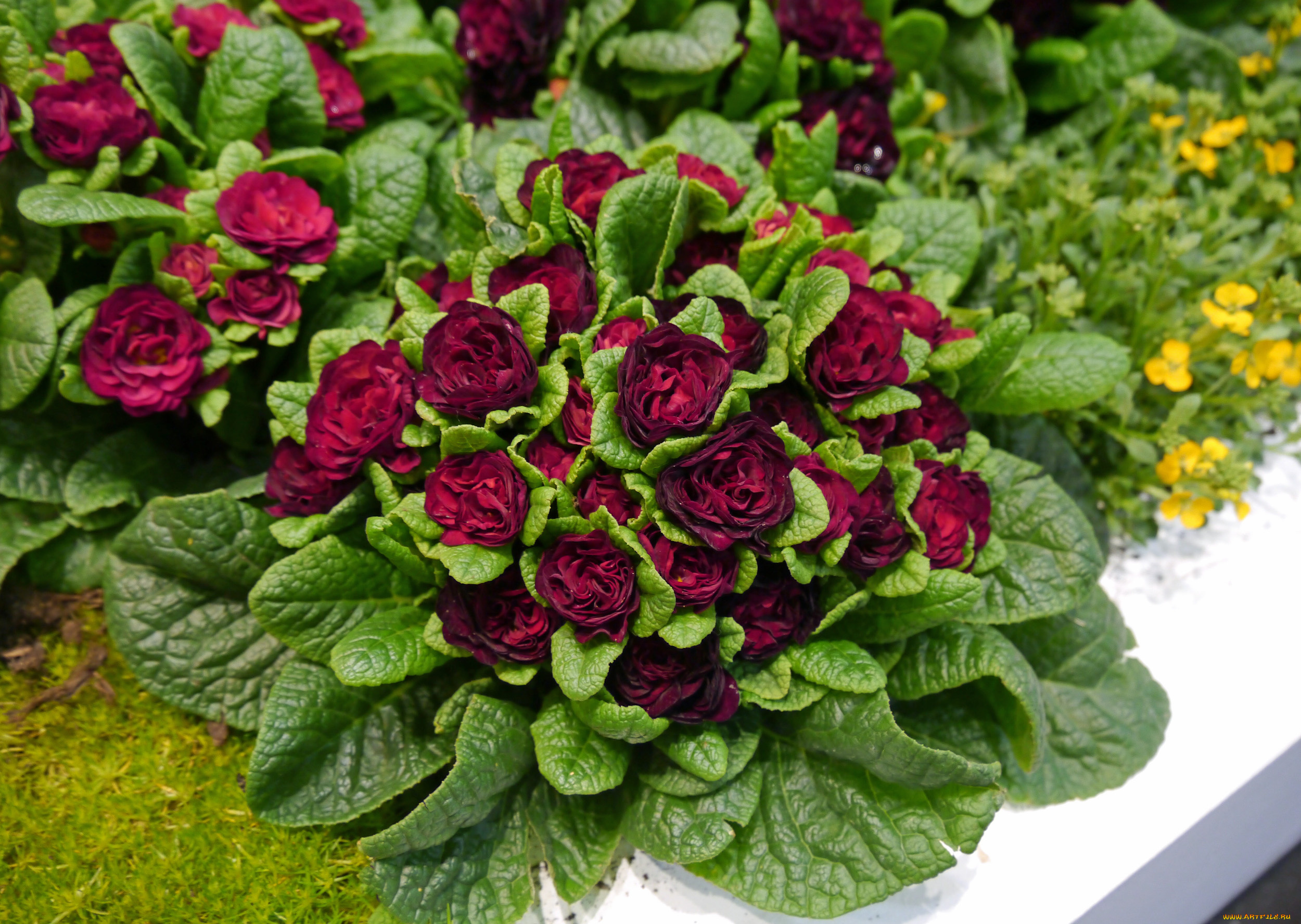 цветы, примулы