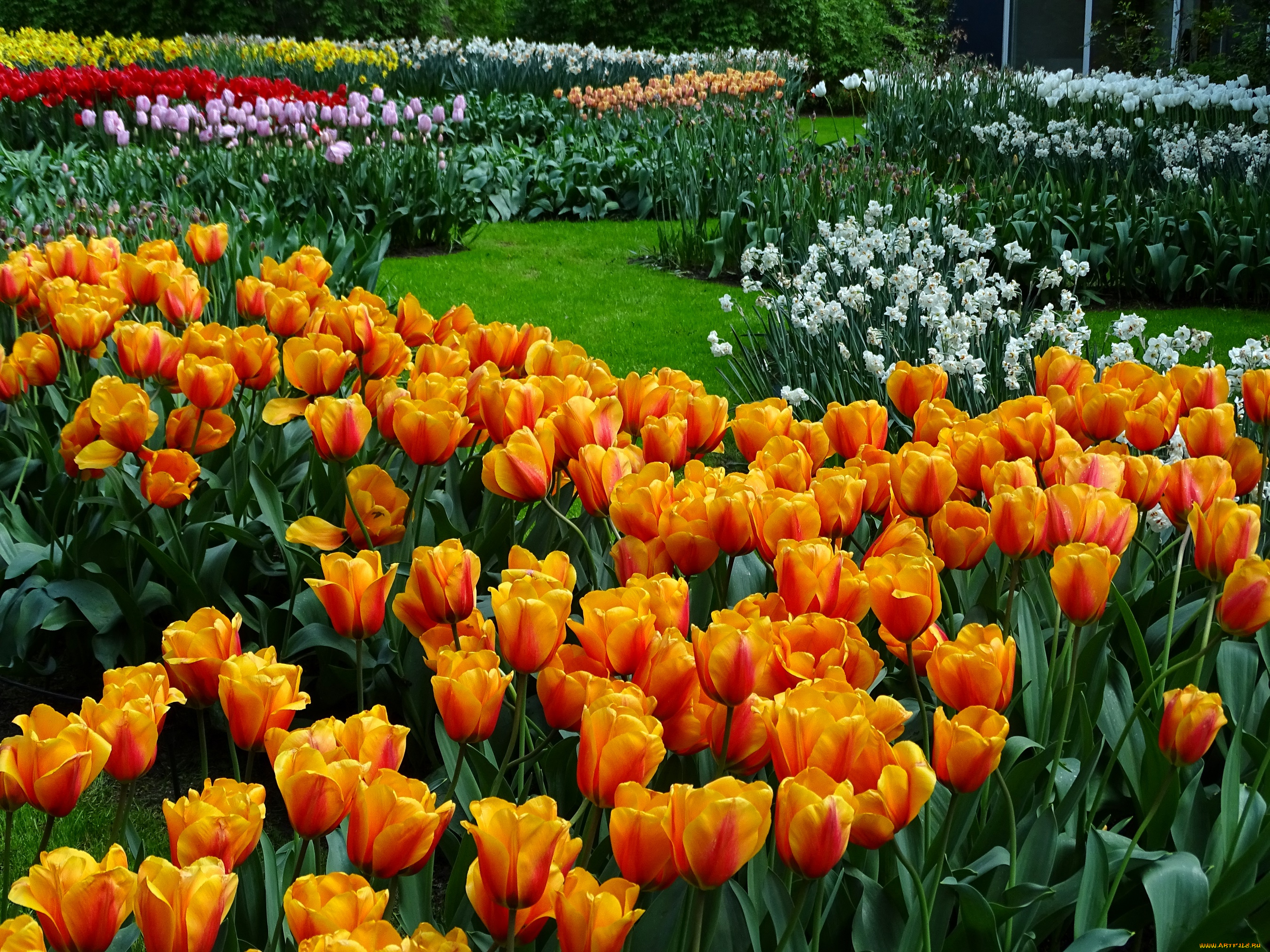 цветы, тюльпаны, клумба