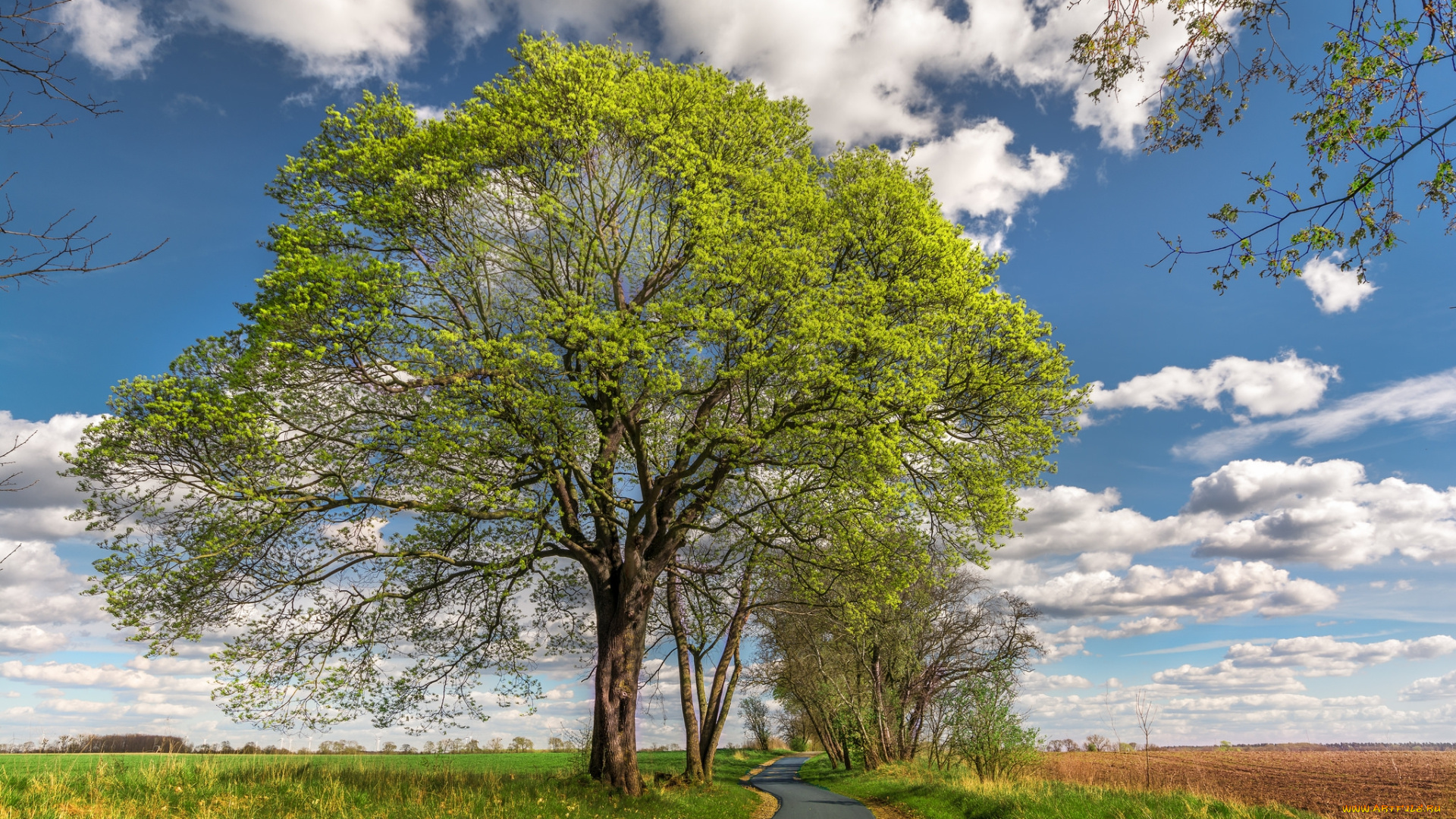 природа, деревья, простор