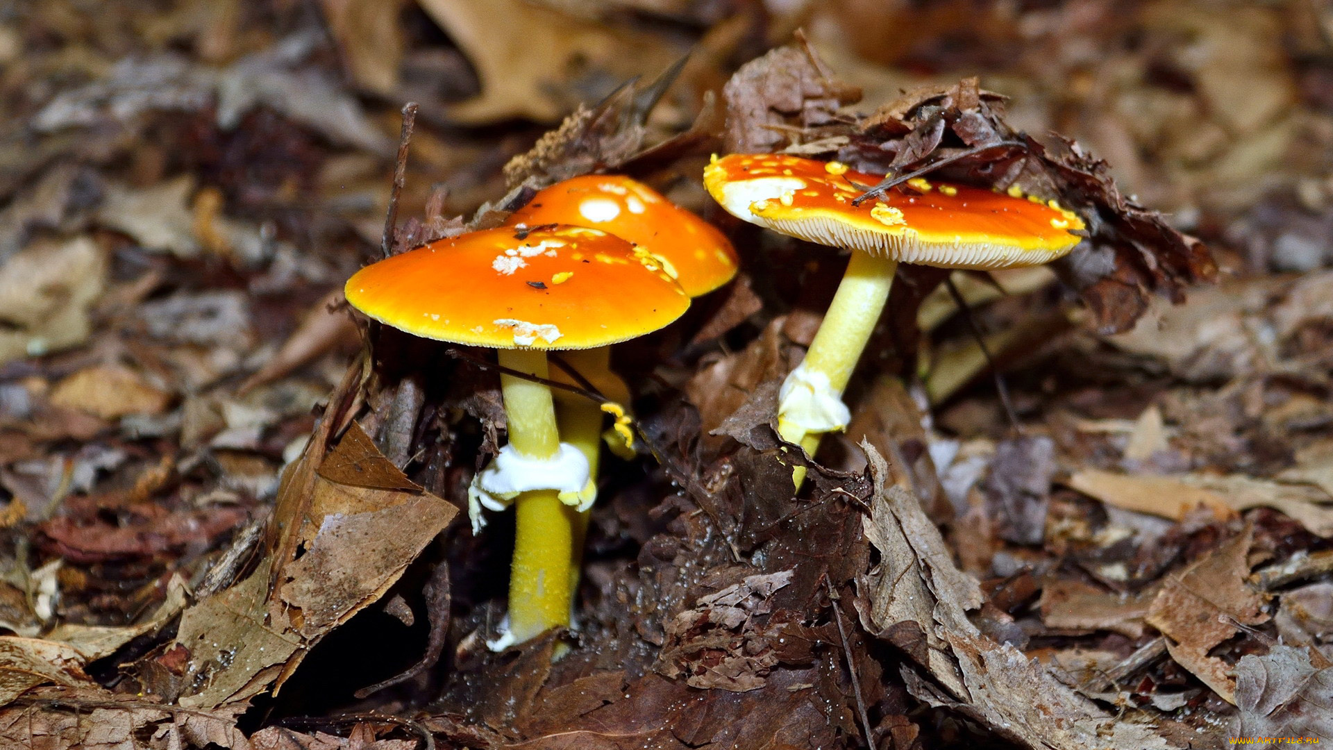 природа, грибы, , мухомор, трио