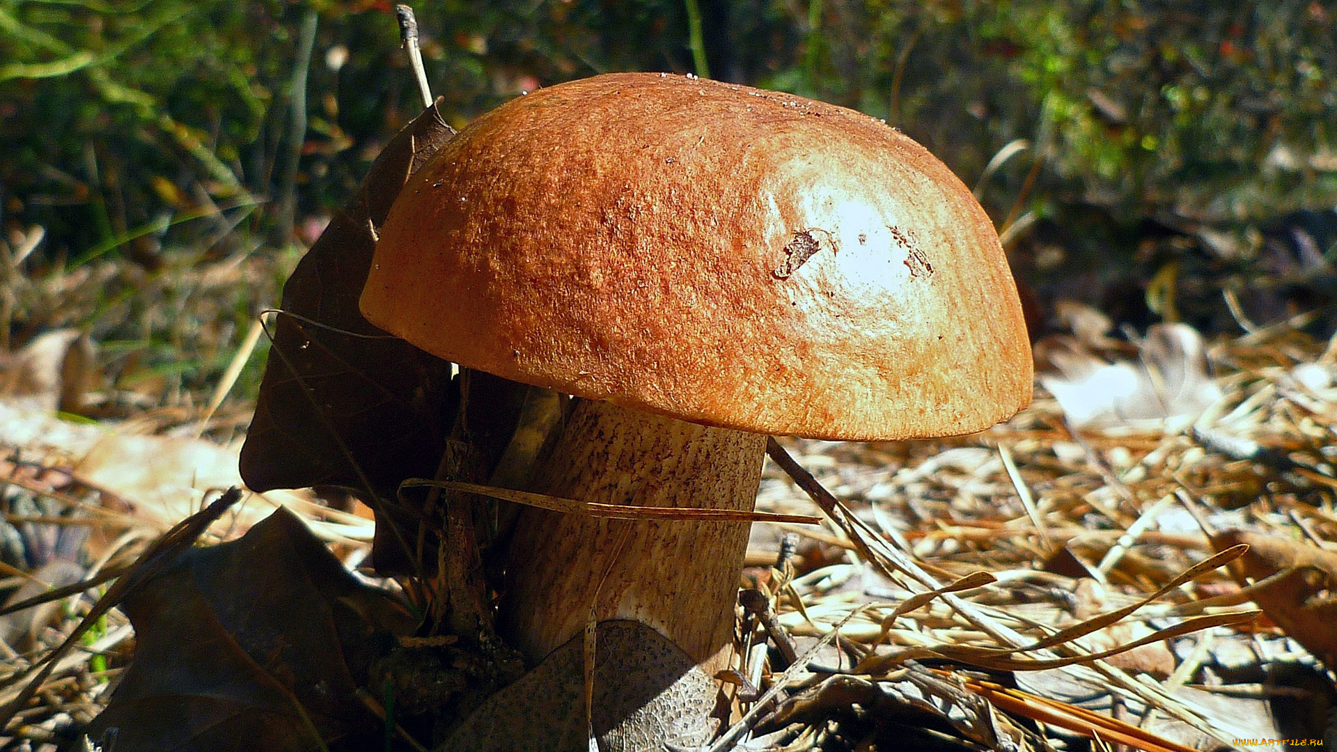 природа, грибы, подосиновик
