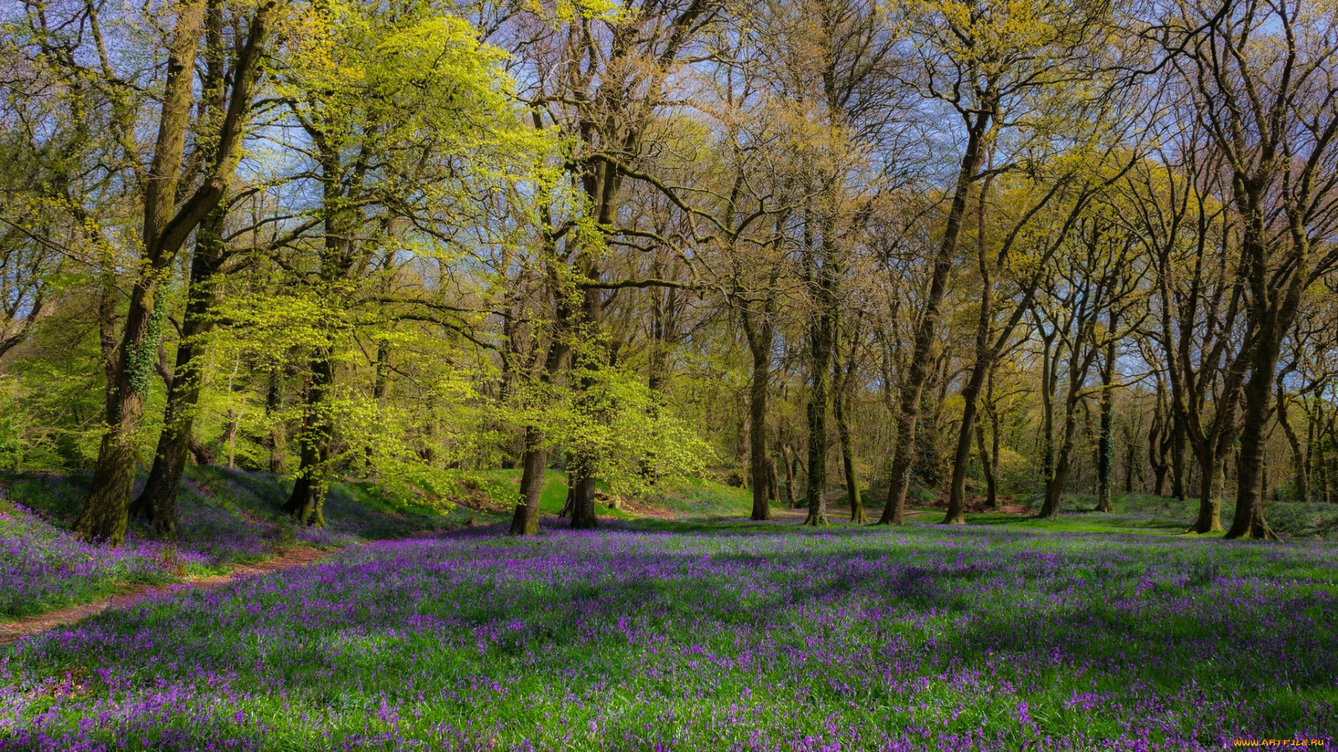 природа, лес, поляна, весна, цветы, деревья, трава