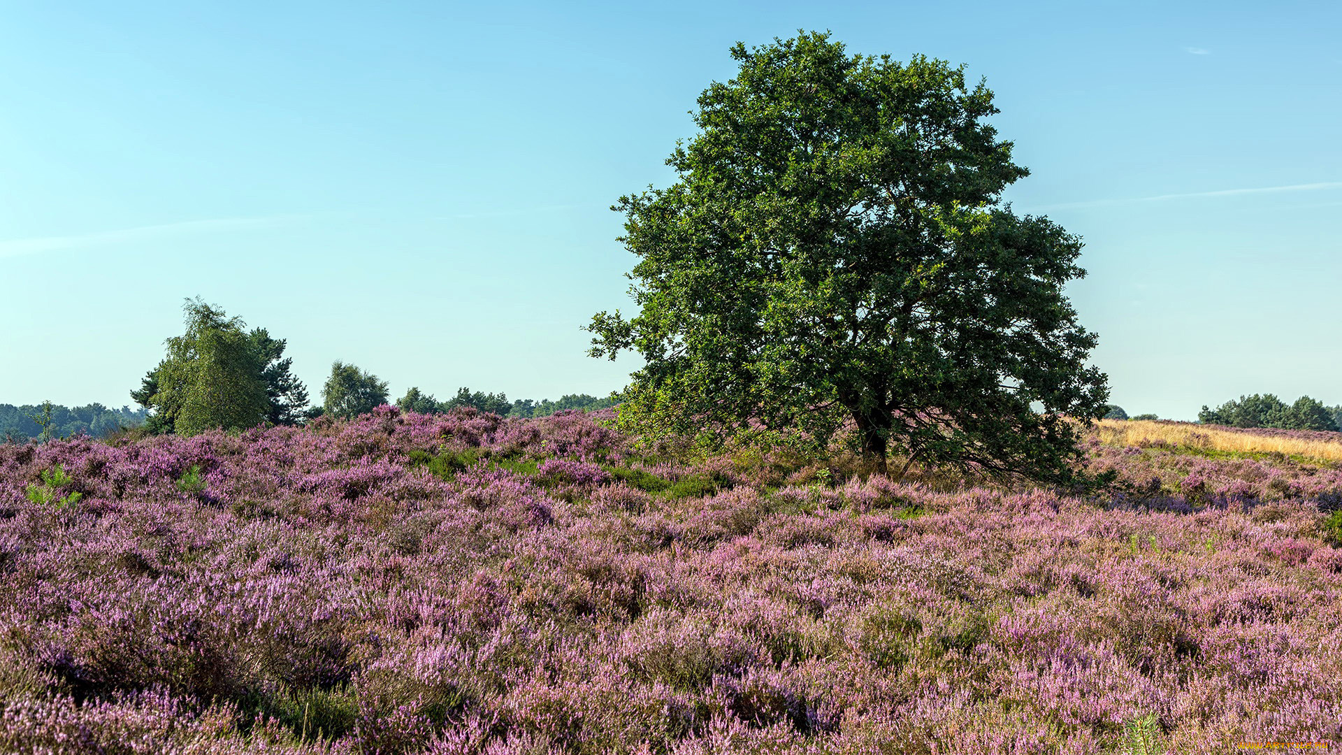 природа, луга, вереск