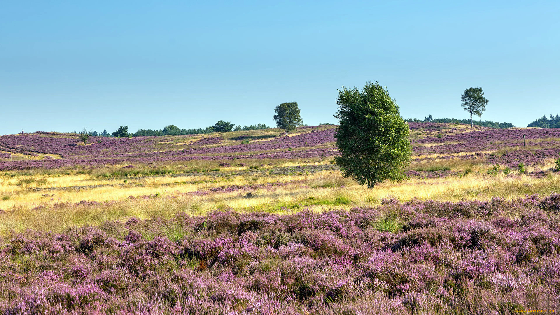 природа, луга, вереск