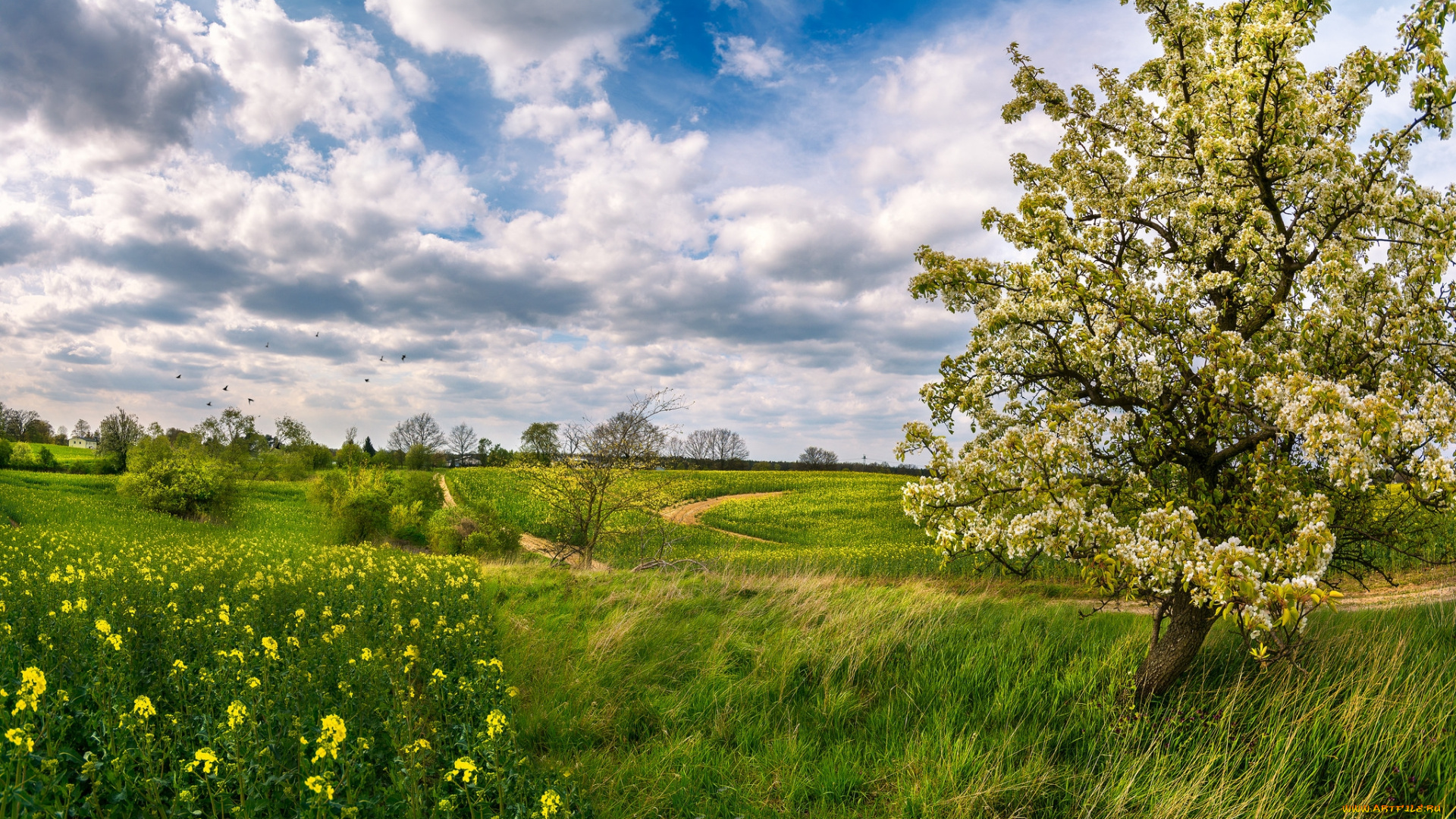 природа, пейзажи, простор