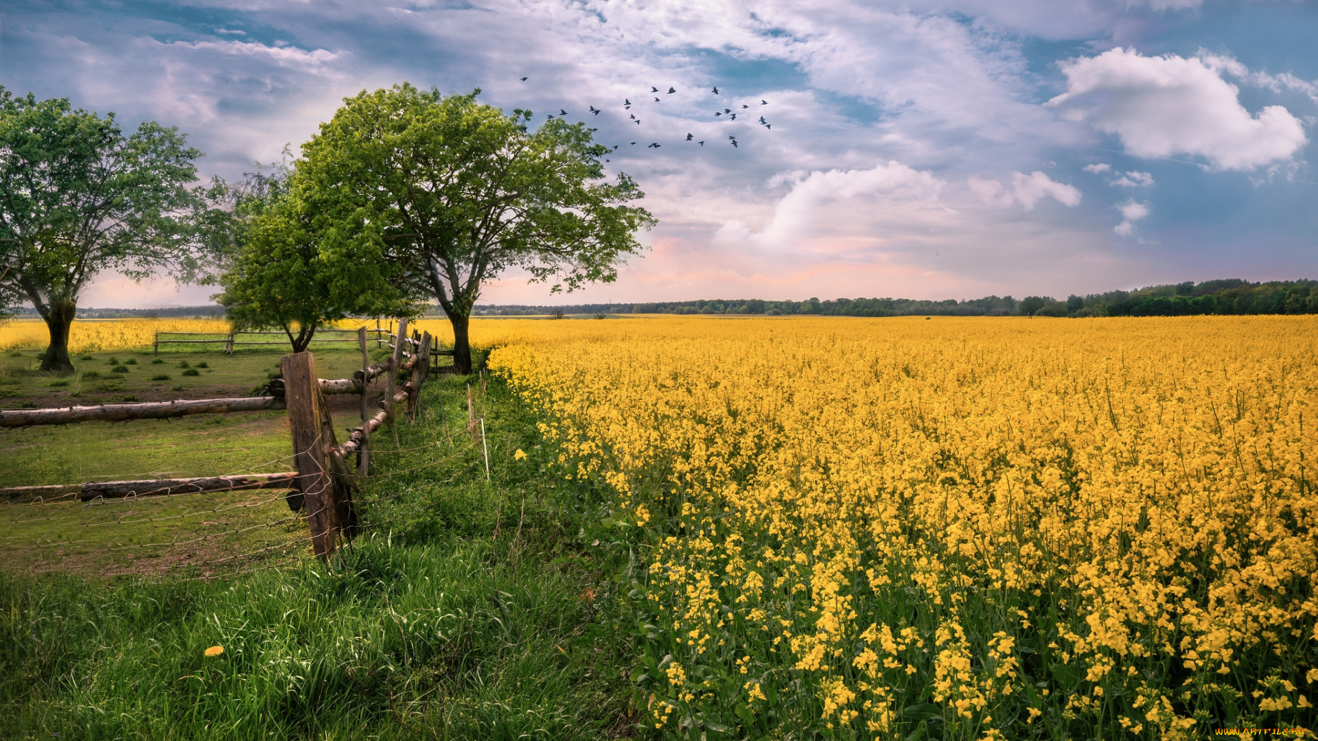 природа, поля, простор