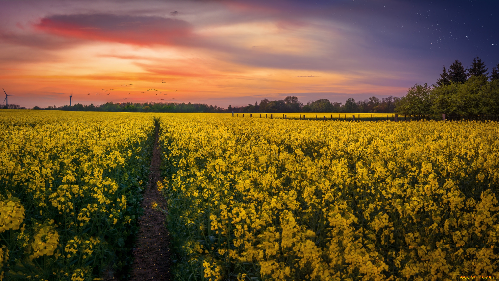 природа, поля, рассвет